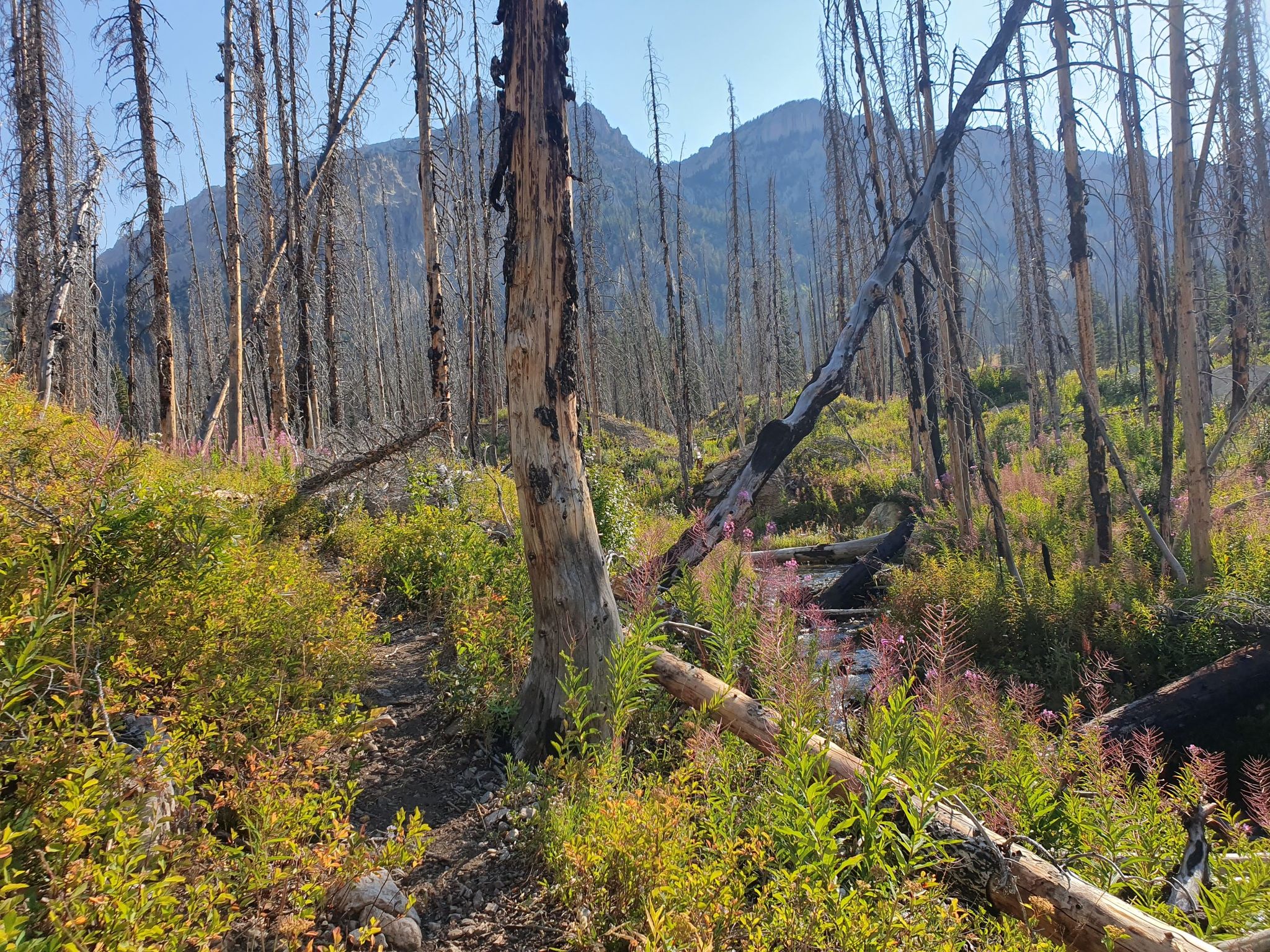 Burnt forest with new green and pink growth under a sunny sky. - Swift Creek and MacLeod Lake Trail