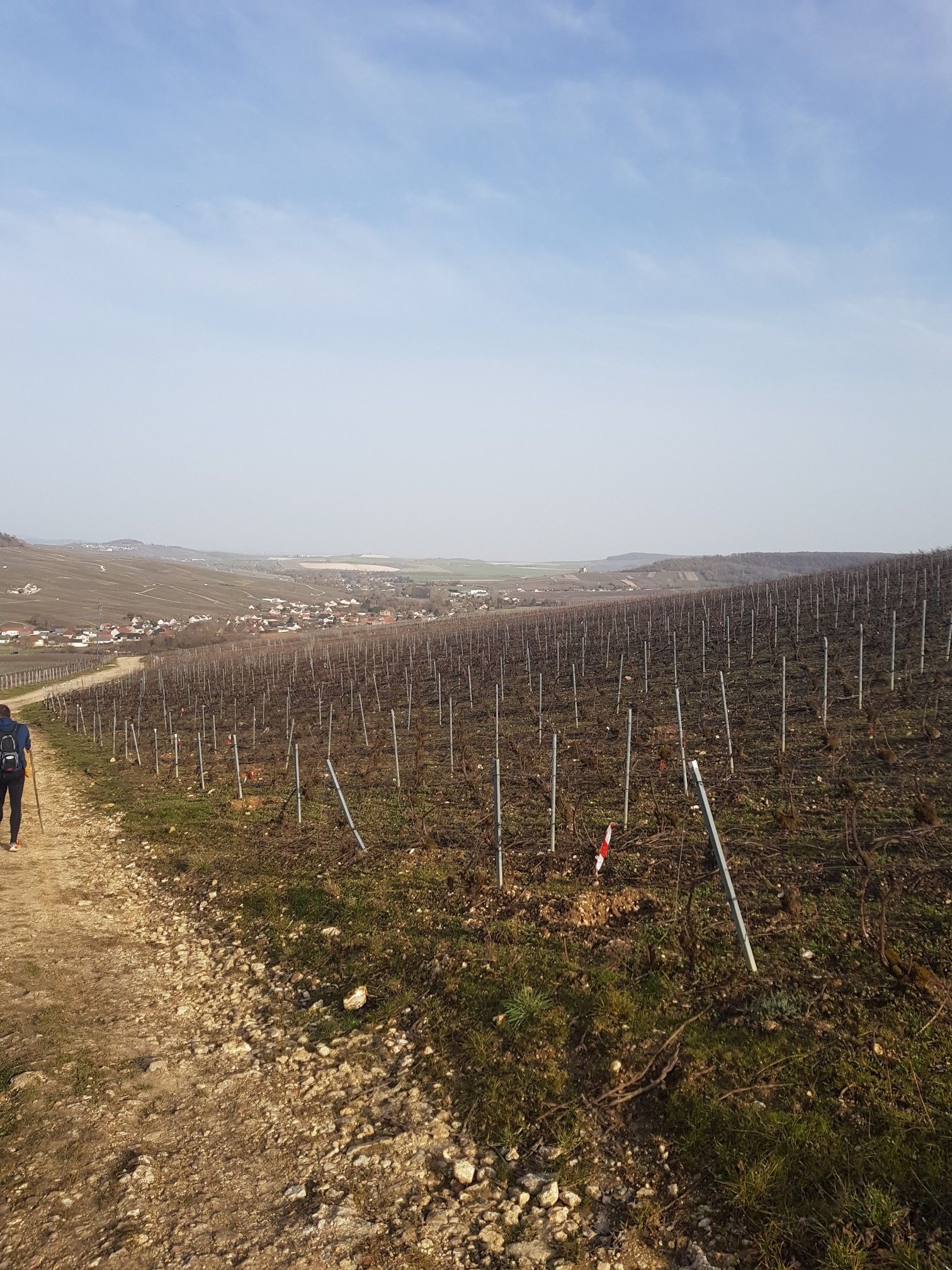 vignes