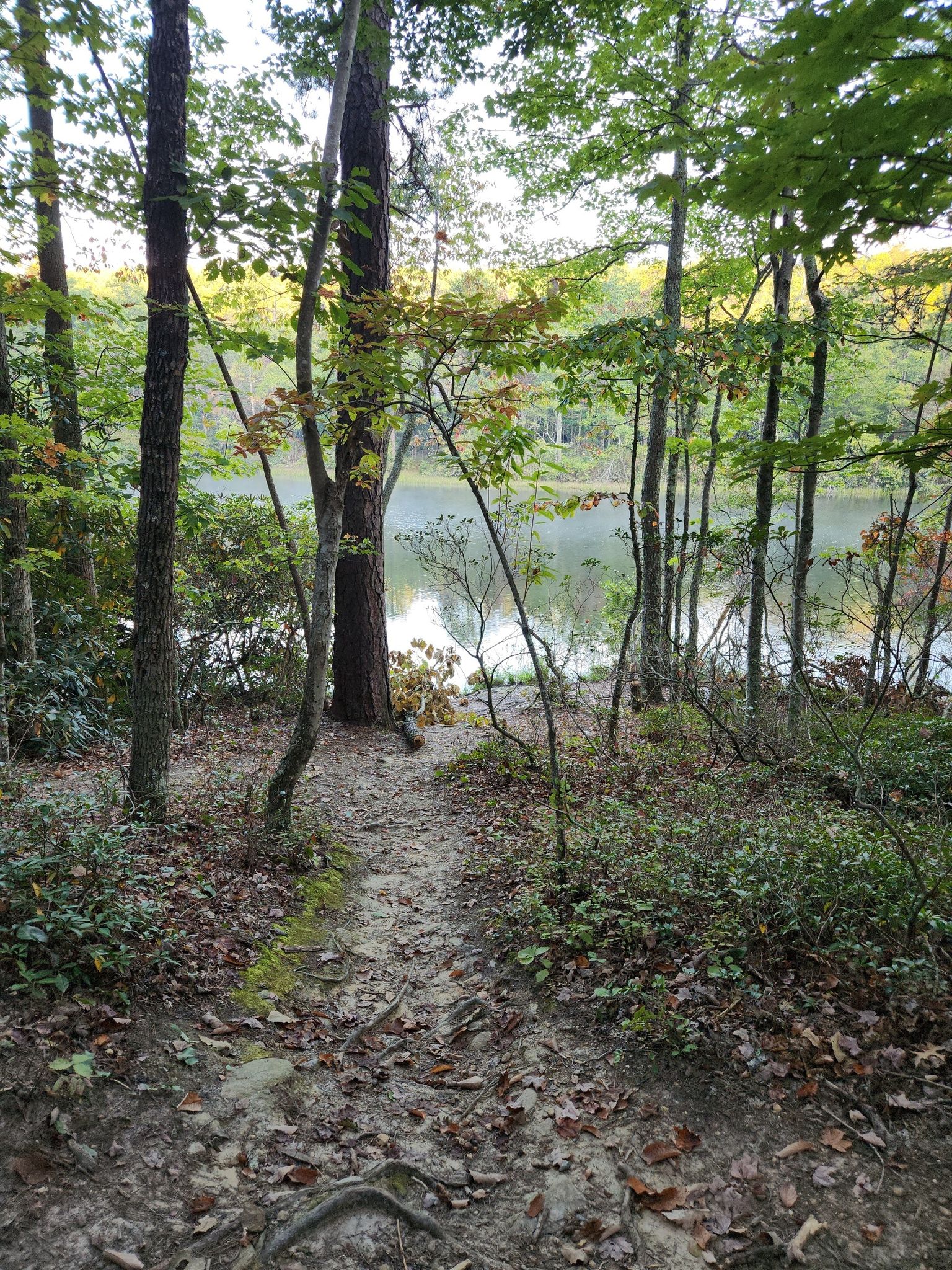 Forest path descends to a serene lake, surrounded by lush green foliage. - Moore's Knob Lookout Tower Trail
