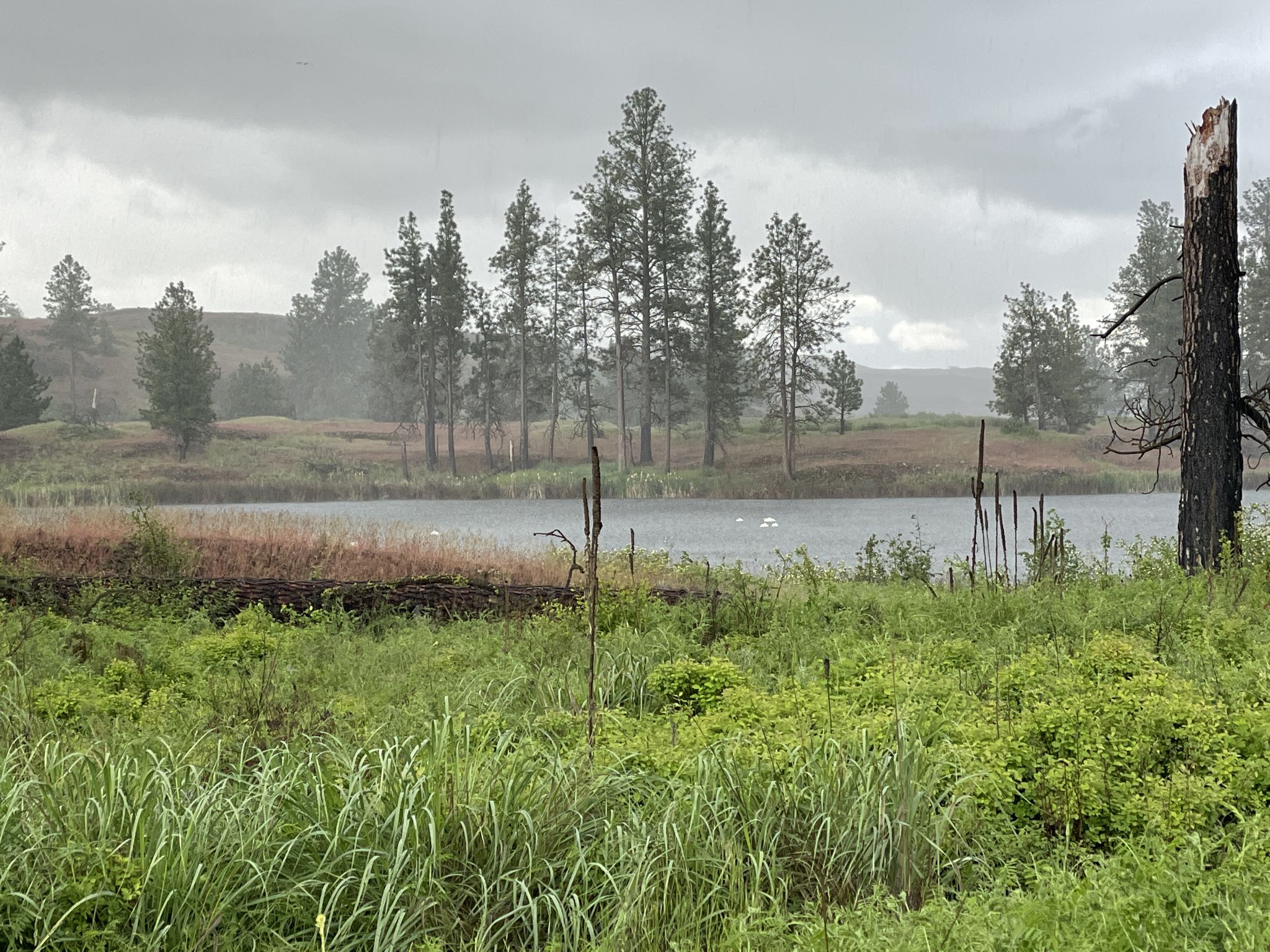 Rainy day over a lake surrounded by pine trees and green foliage. - South Loop Trail
