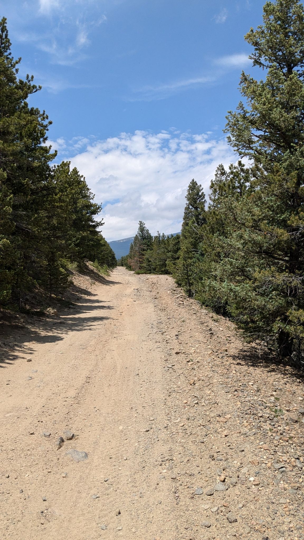 A dirt road extends through a pine forest under a partly cloudy sky. - Gordon Gulch Trail