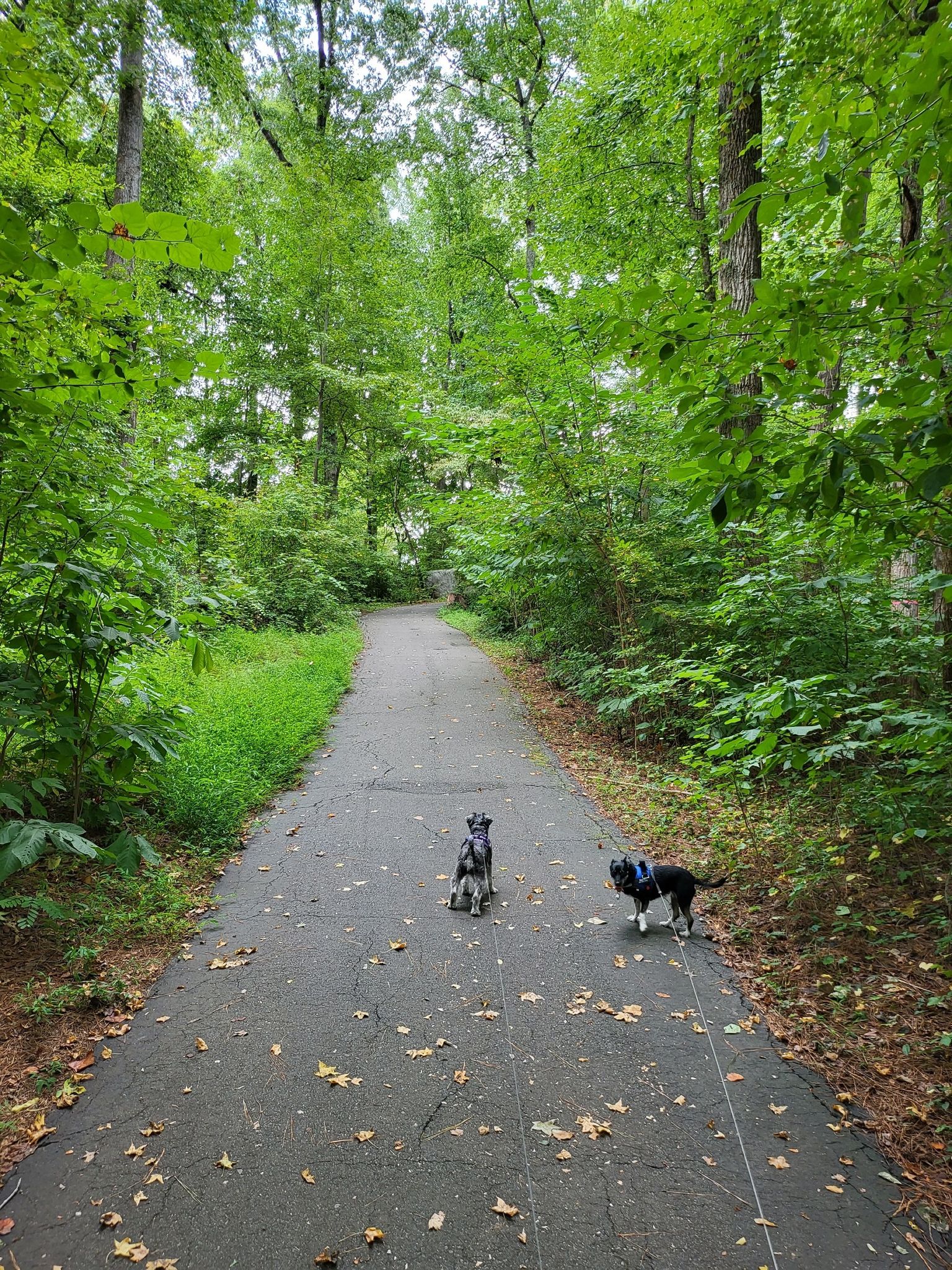Two dogs stand on a paved path surrounded by vibrant green trees. - Torrence Creek Greenway