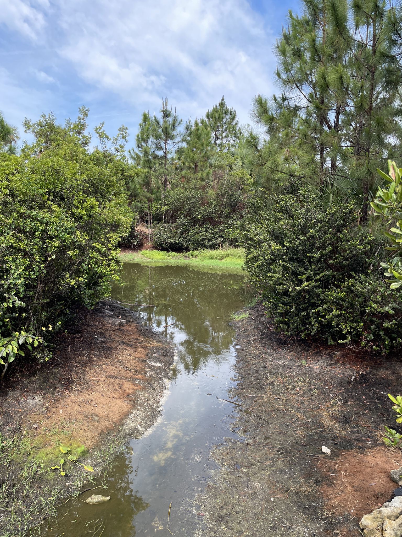 Narrow waterway surrounded by lush green trees under a bright sky. - Riverbend Park Trail loop