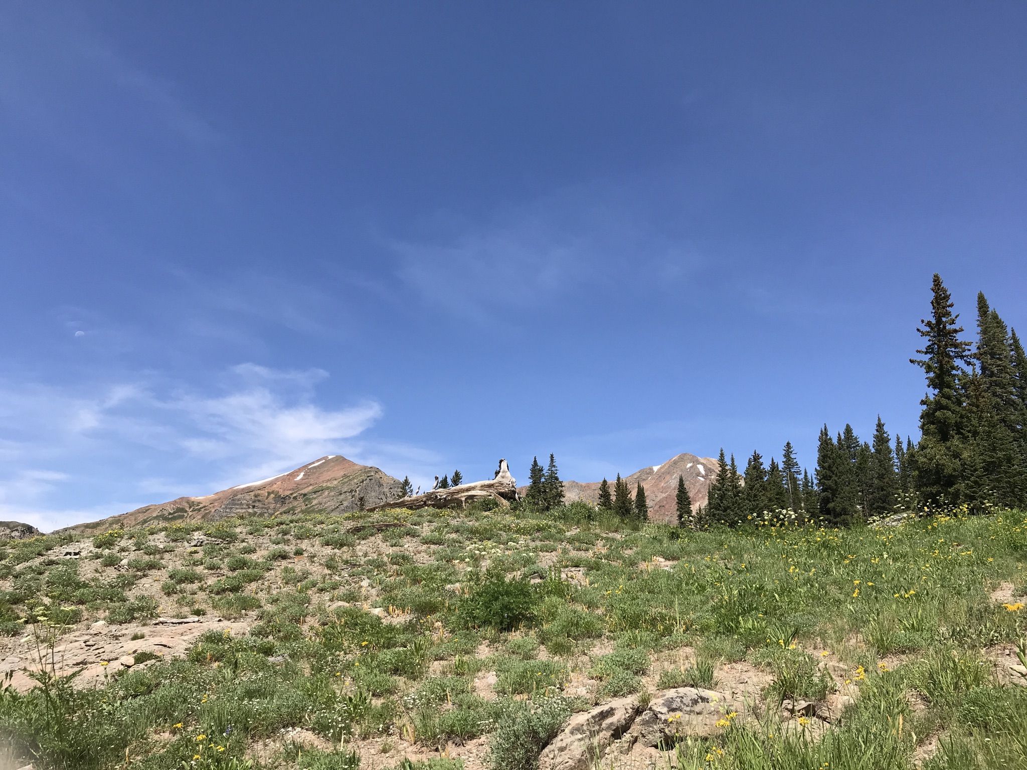 Sunny mountain slope with green grass, pine trees, and distant peaks. - Scarp Ridge Loop Trail