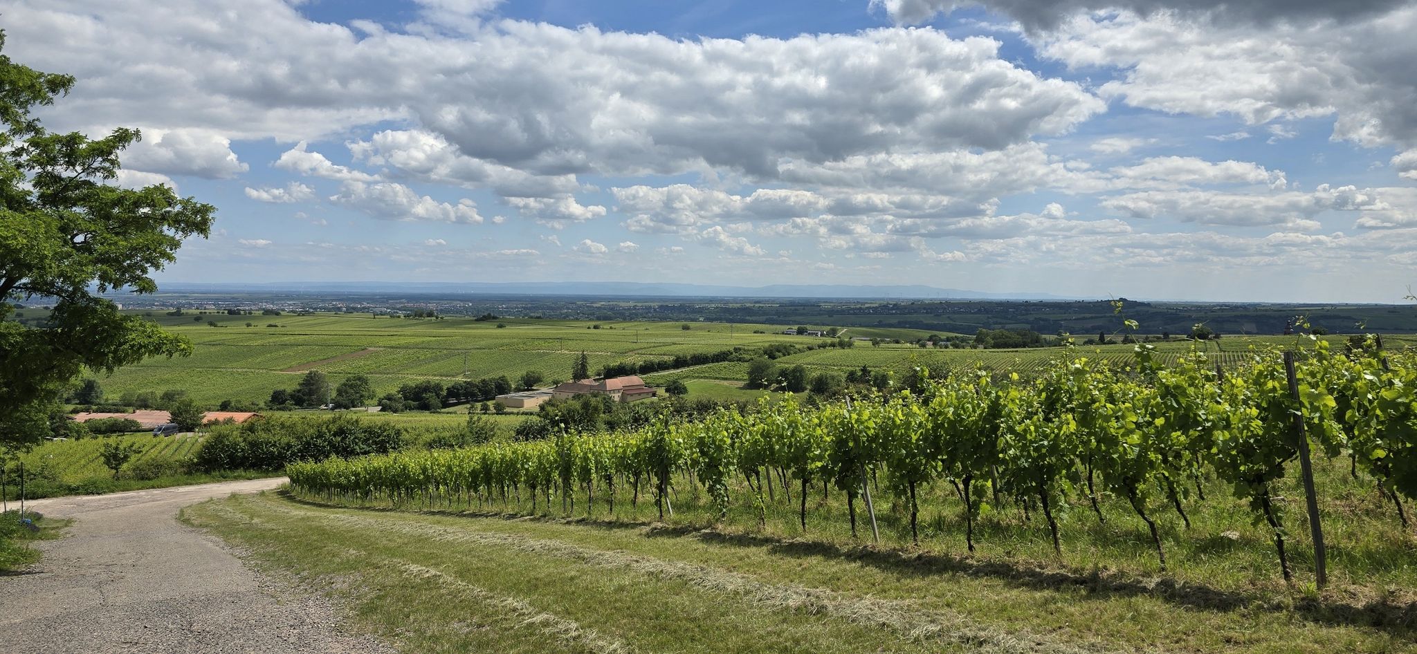 Blick in die Rheinebene