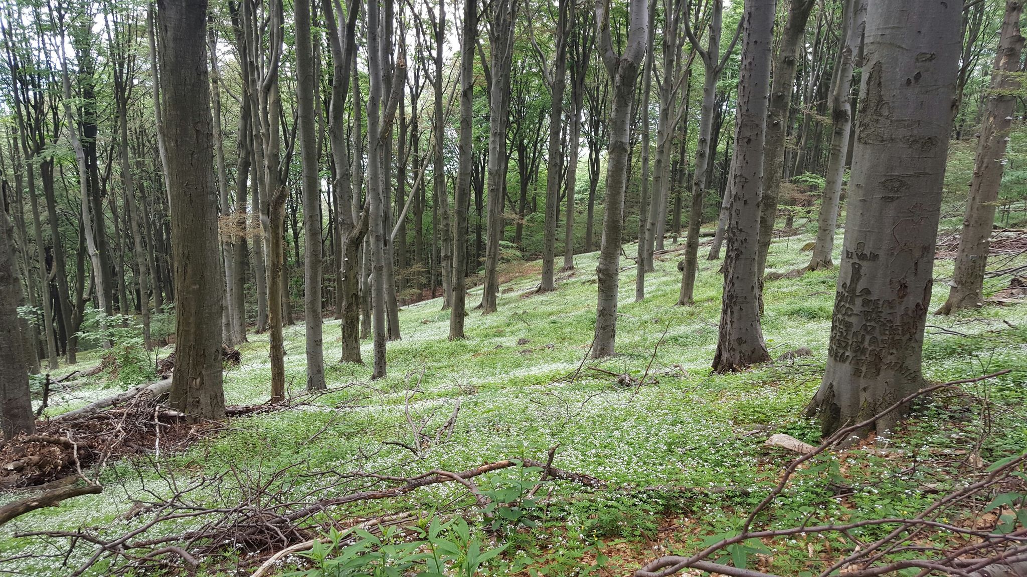 Flowers under the giant trees 
