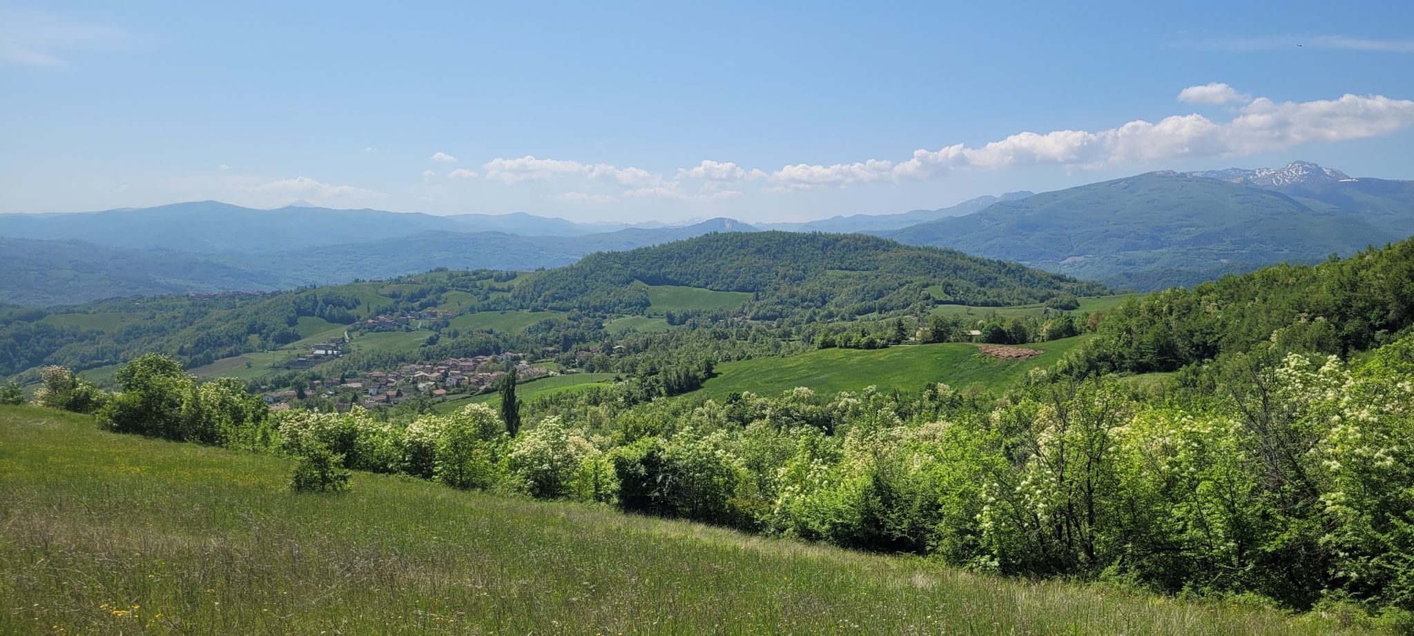 foraggere parmigiano
