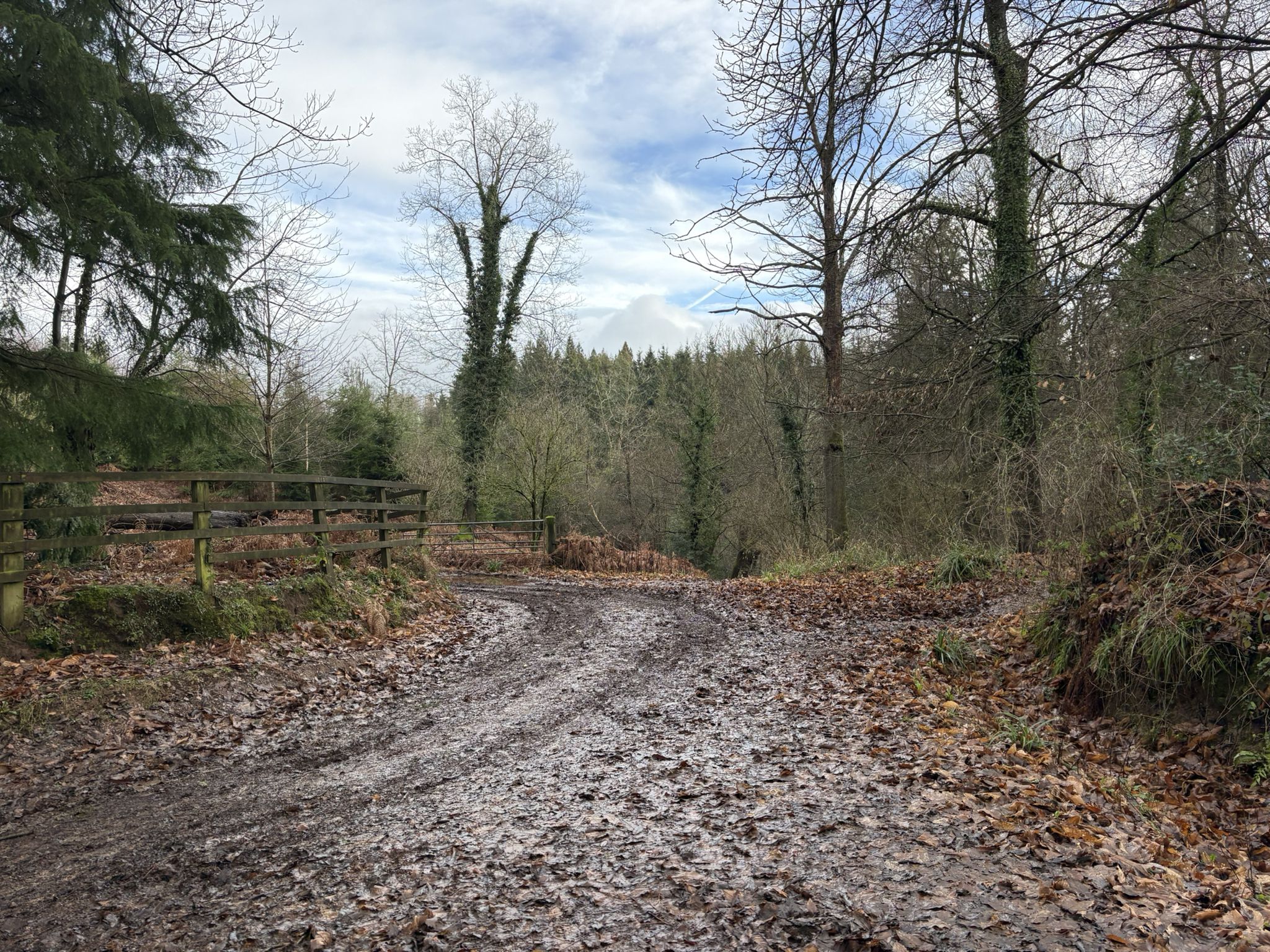 Penyard Wood