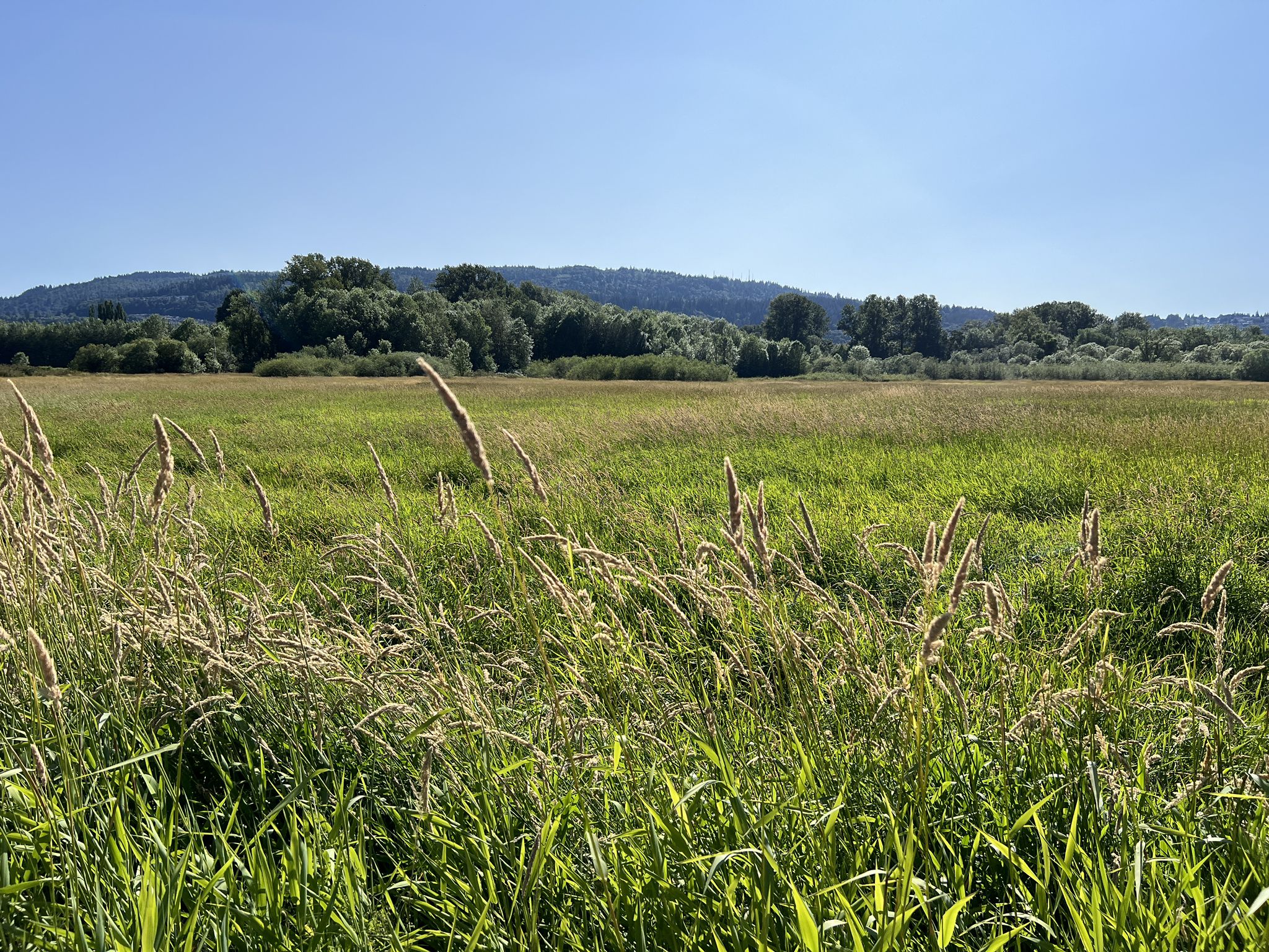 Sunny, expansive green field with tall grasses and distant forested hills under blue sky. - Lake Sammamish – Swing Set at Sunset Beach loop from Lake Sammamish State Park