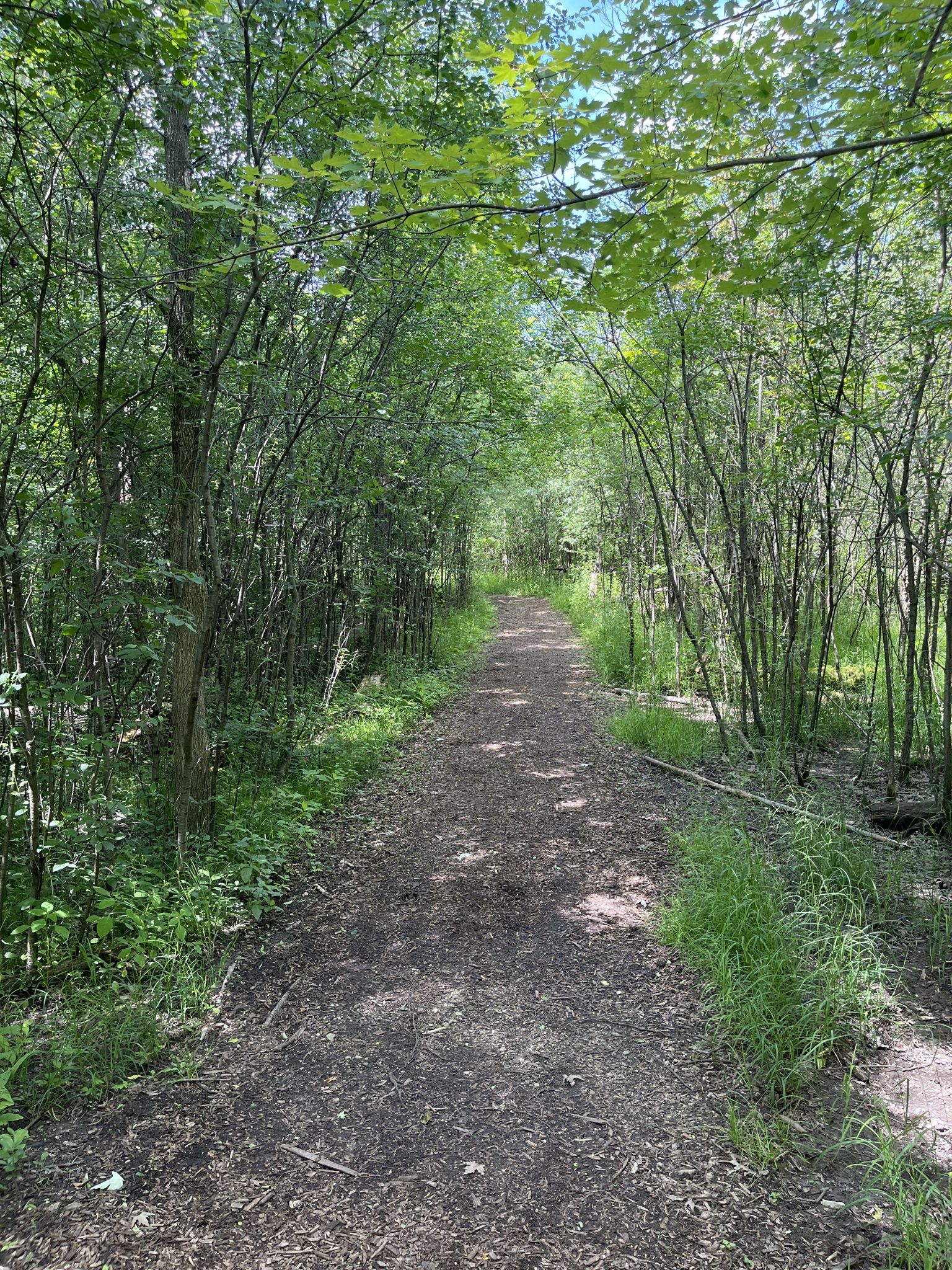 Shaded dirt path winding through dense green trees on a bright day. - Woodland Hills Loop