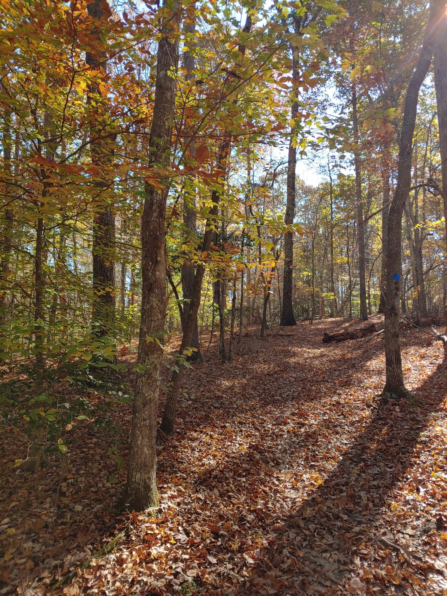 Forest floor covered in autumn leaves, sun shining through colorful trees. - Kings Mountain National Recreation Trail