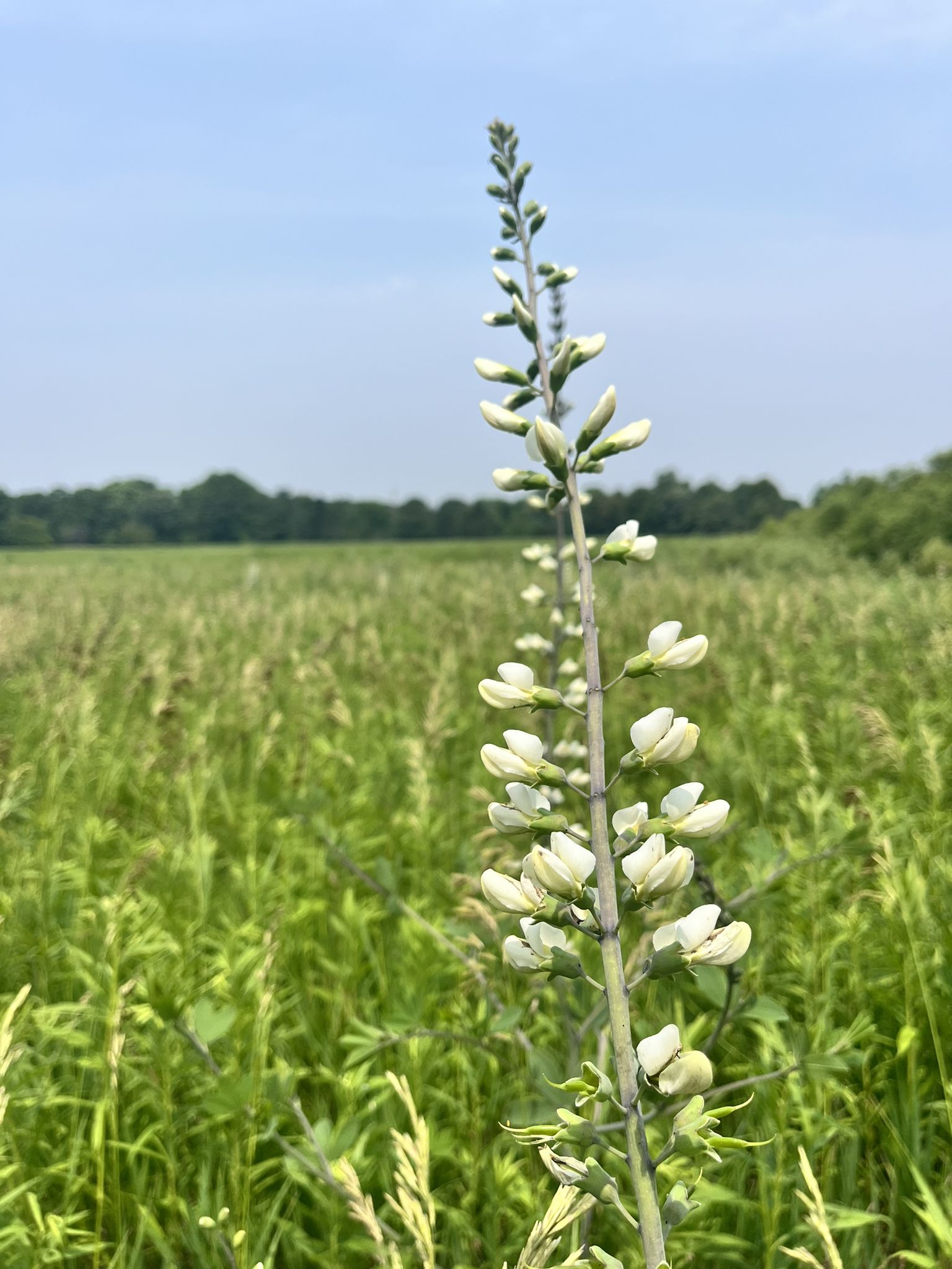 A tall white flower stalk stands prominently in a sunny green field. - Tree Research Area loop from Doris Westfall Prairie Restoration Nature Preserve