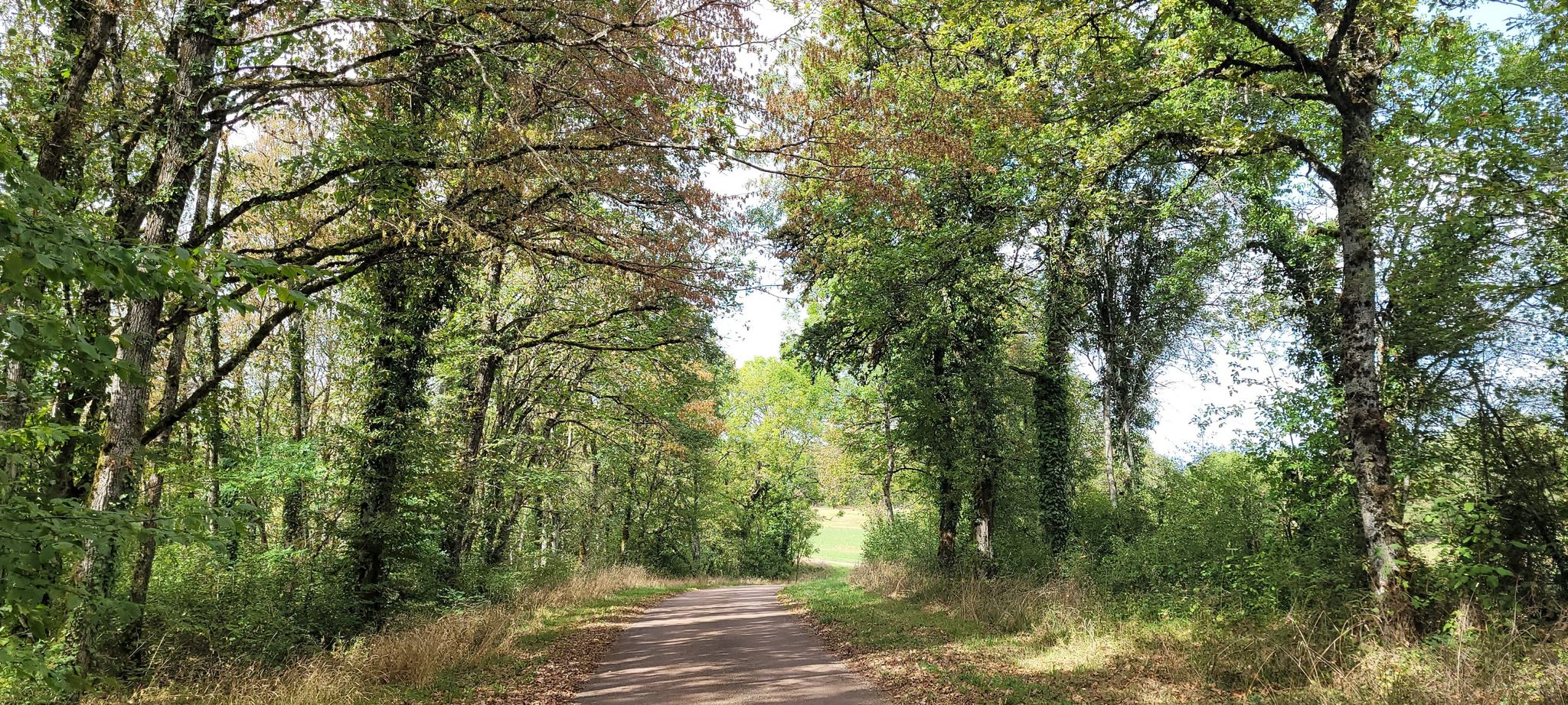 Passage dans un sous-bois