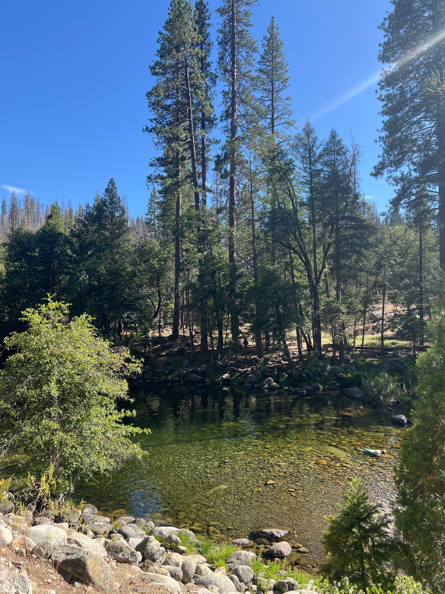 A clear, calm river surrounded by tall pine trees under a bright blue sky. - Swinging Bridge Trail