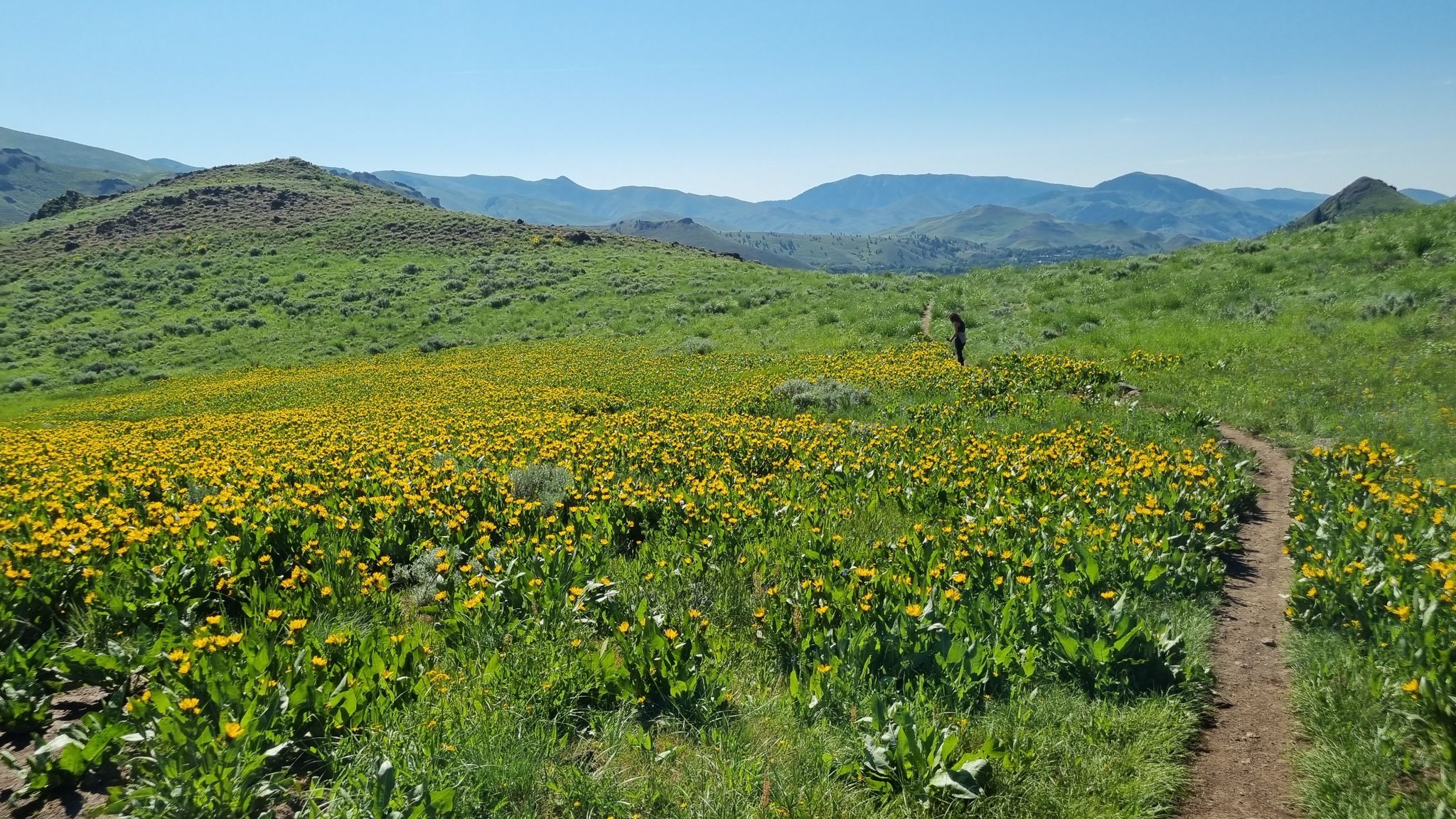 Meadow wildflowers early June
