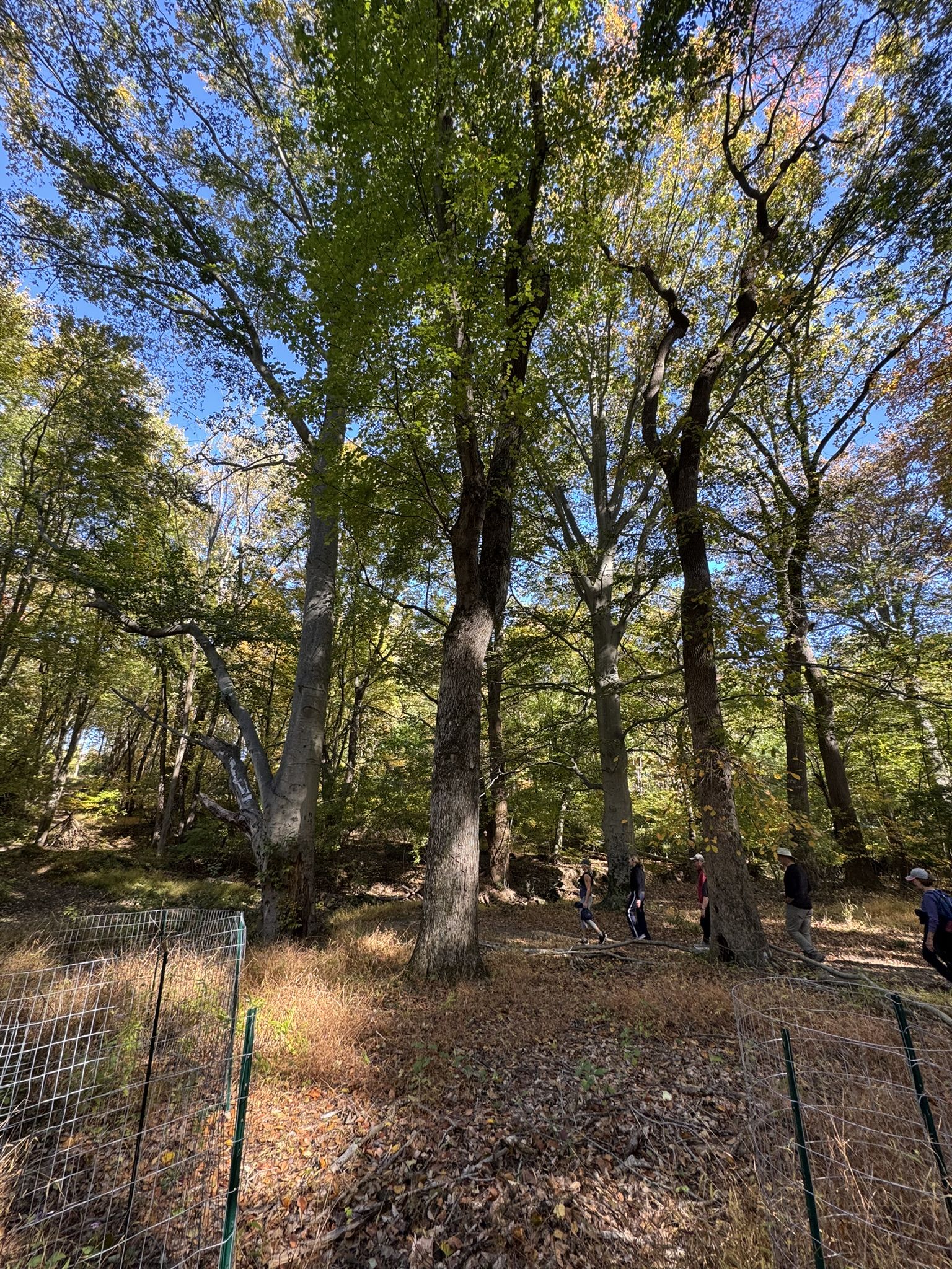 Tall trees in a sunny forest with people walking in the background. - Delco Woods Loop