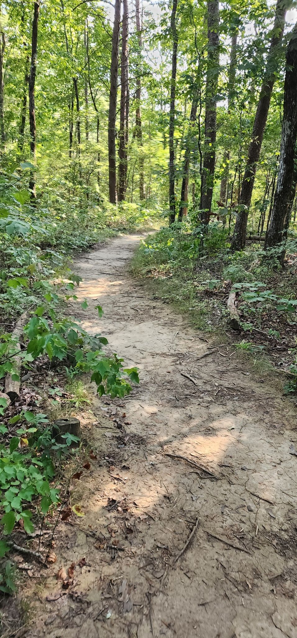 A dirt path winds through a sun-dappled forest with tall trees. - Denny Cove Waterfall Trail