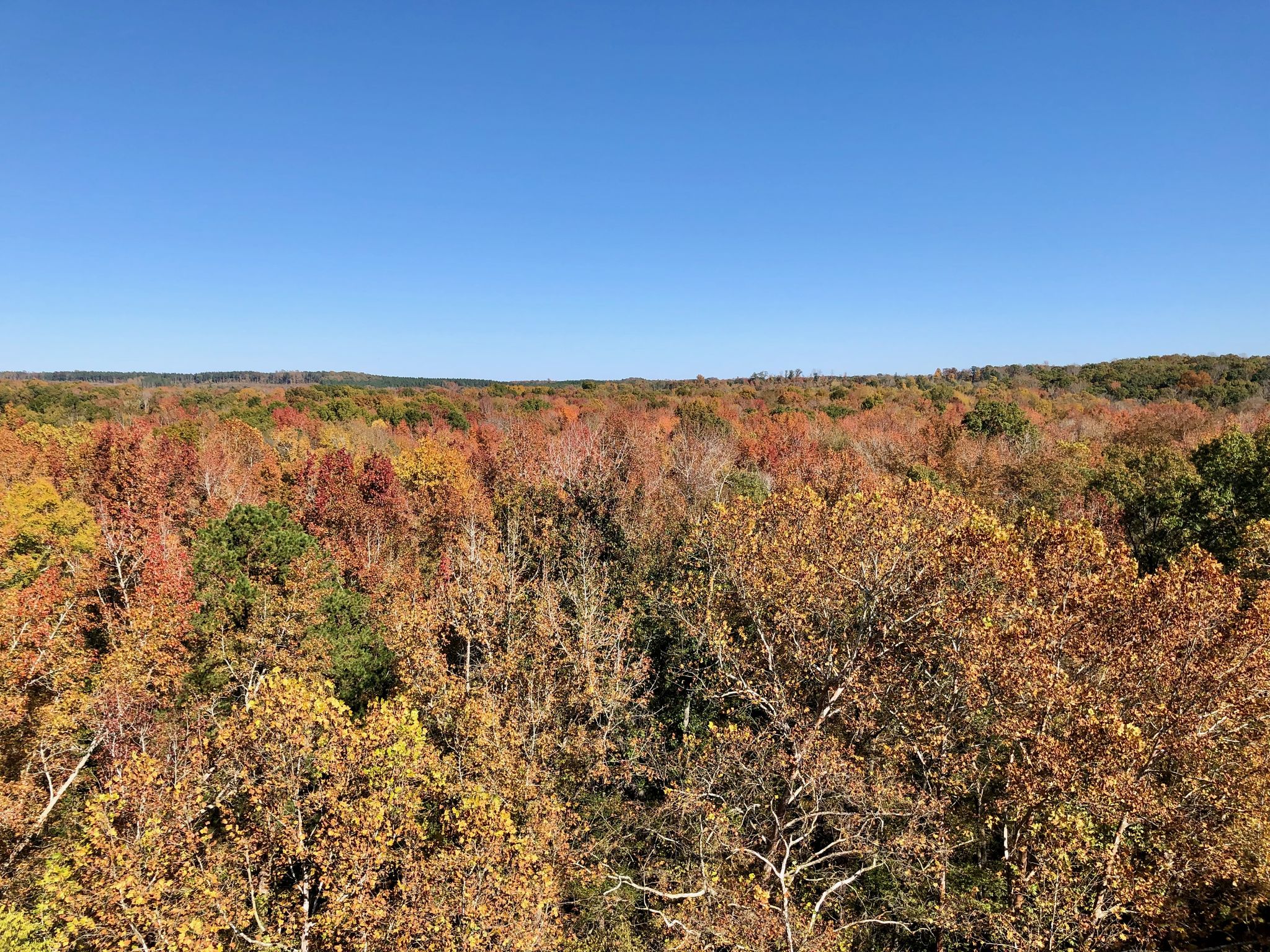 An expansive autumn forest with vibrant red, orange, and yellow leaves. - High Bridge Trail – High Bridge Station loop from Rice