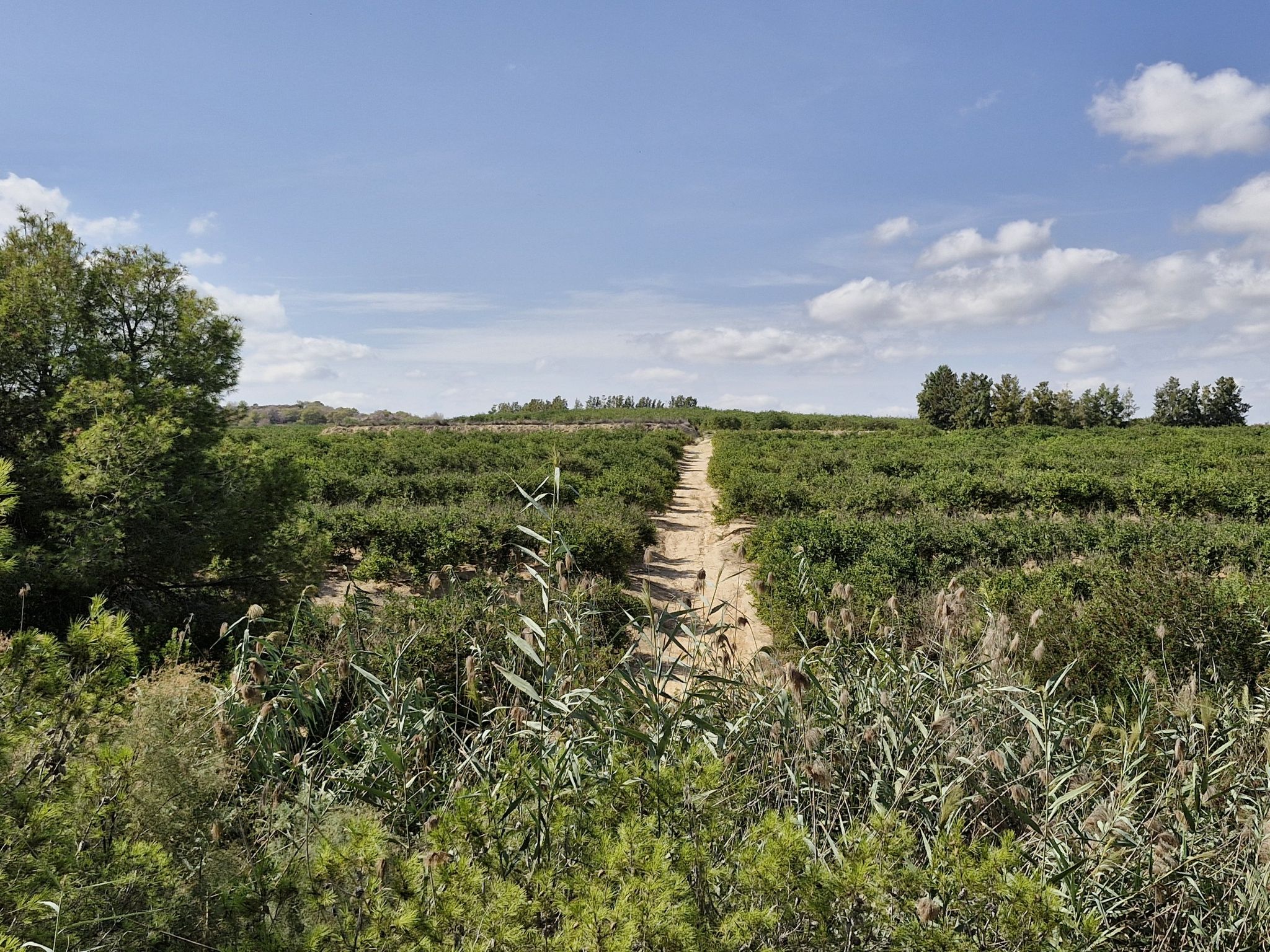 orange groves