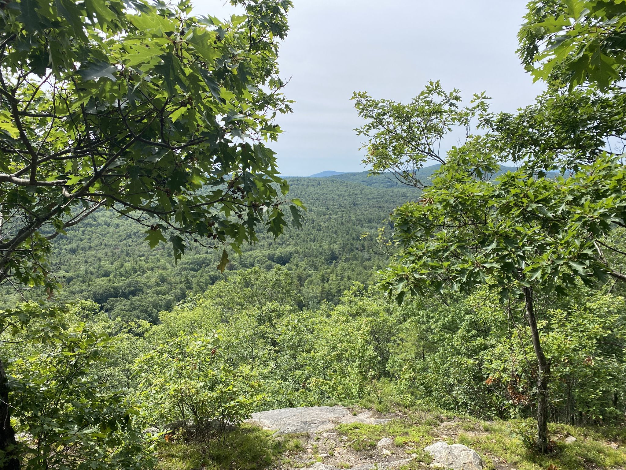 Panoramic view of a vast green forest under an overcast sky. - Wapack Trail: Temple Mountain to Sharon