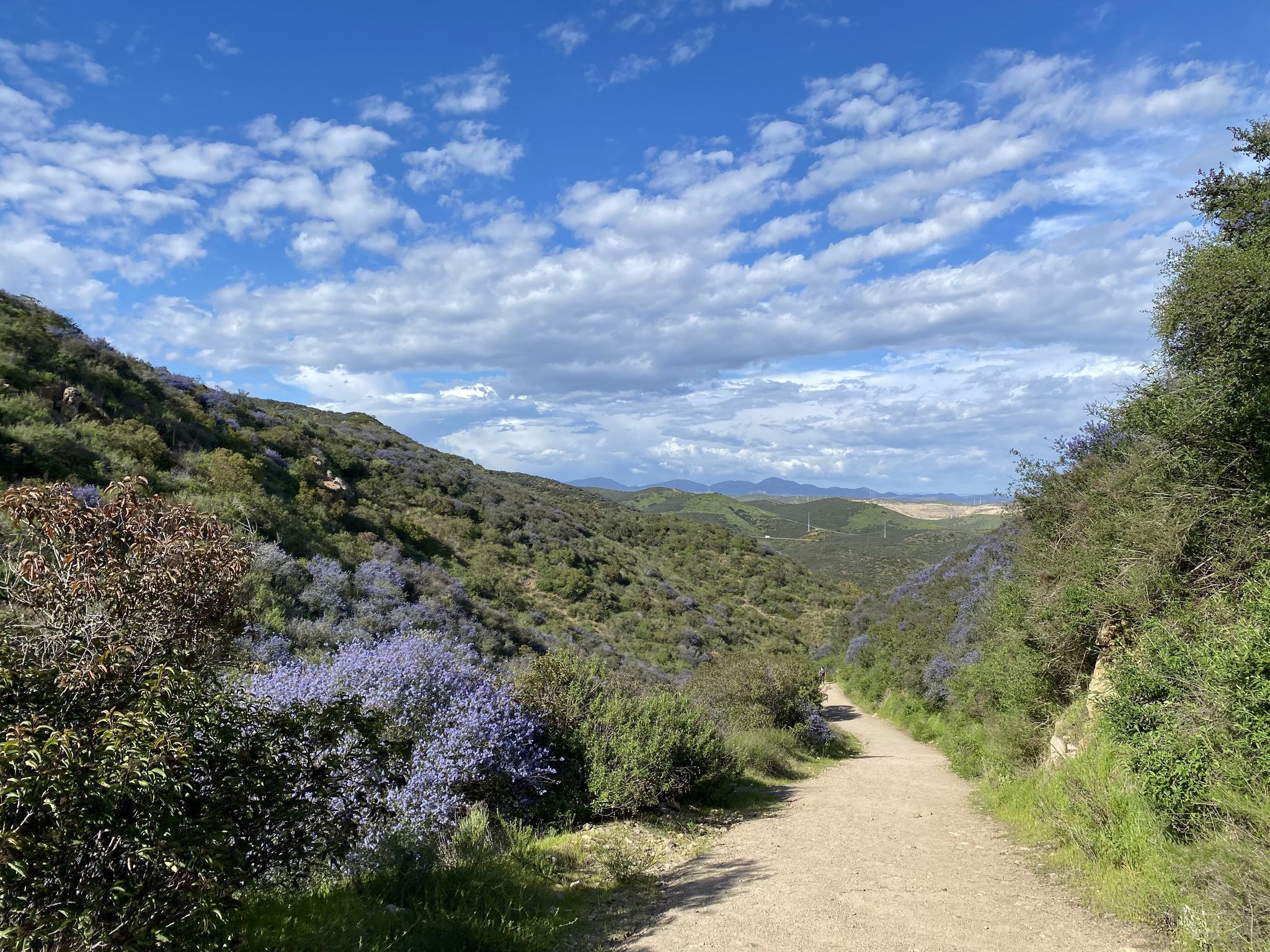 Dirt path through a green valley with purple flowering bushes under a blue sky. - Old Mission Dam – North Fortuna Summit loop from East Fortuna Staging Area