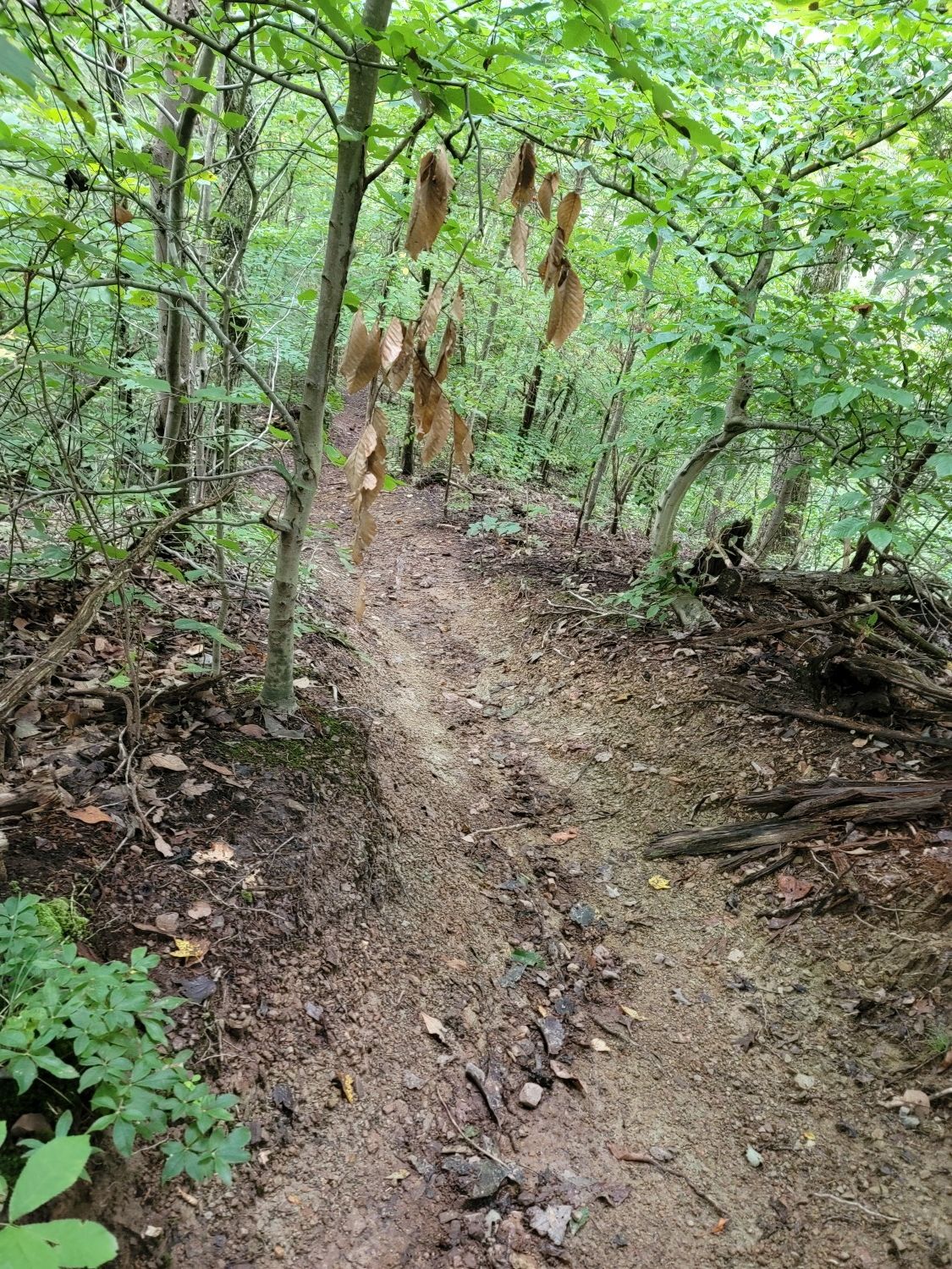 A steep, narrow dirt trail descends through a lush green forest. - Haw Ridge Lake Trail