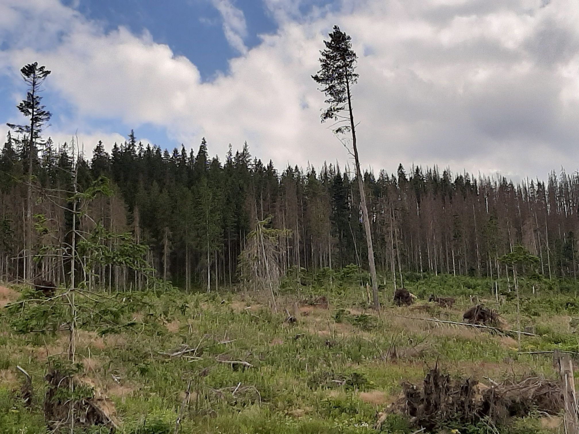 Der Wald schaut sehr traurig aus.
