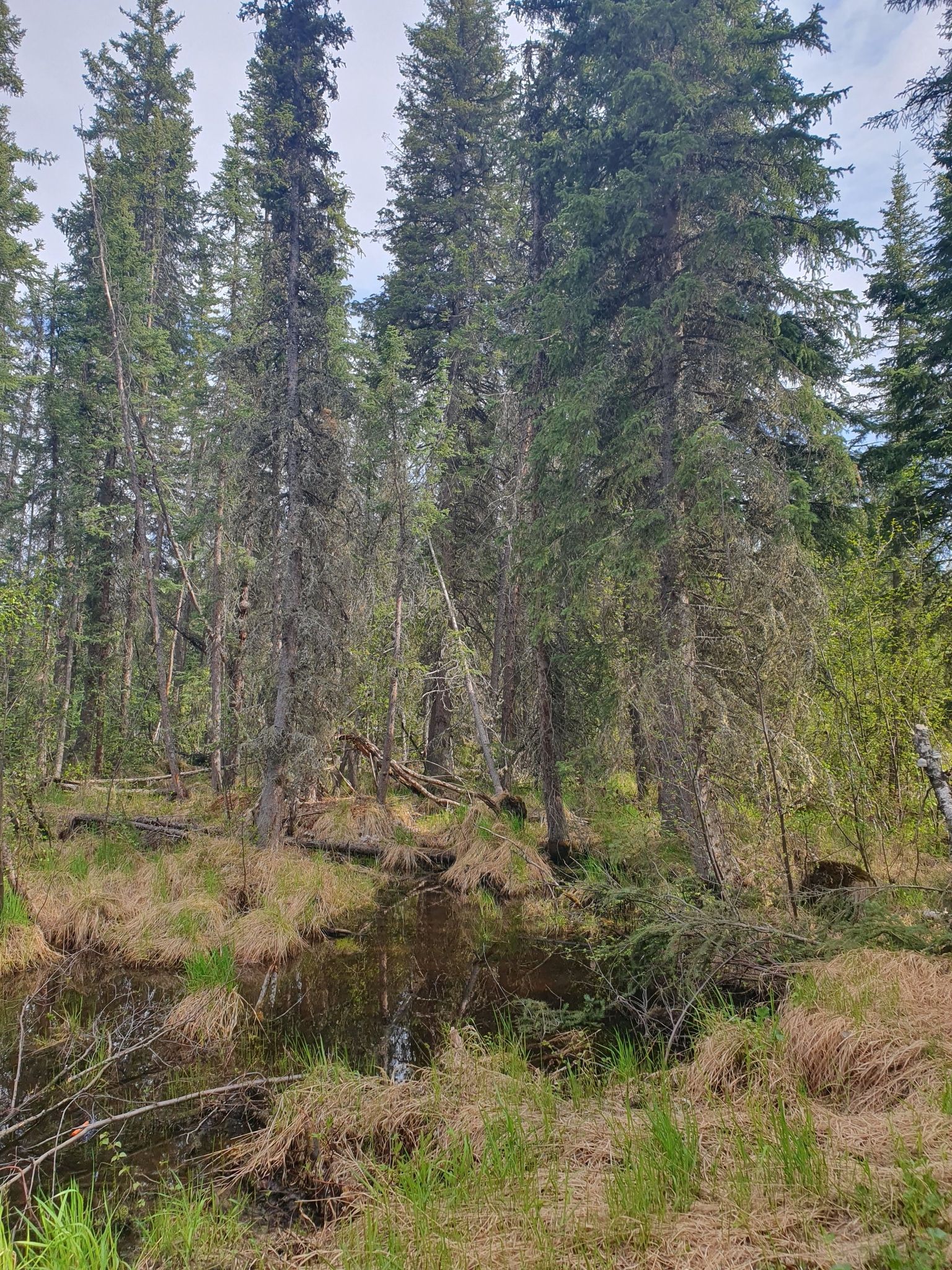 A small, dark stream flows through a dense evergreen forest on an overcast day. - Monument Creek Trail