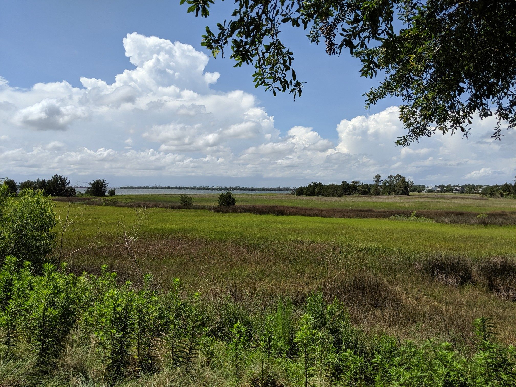 Vast green marshland under a bright, cloudy sky, with distant water. - Patriots Point Loop