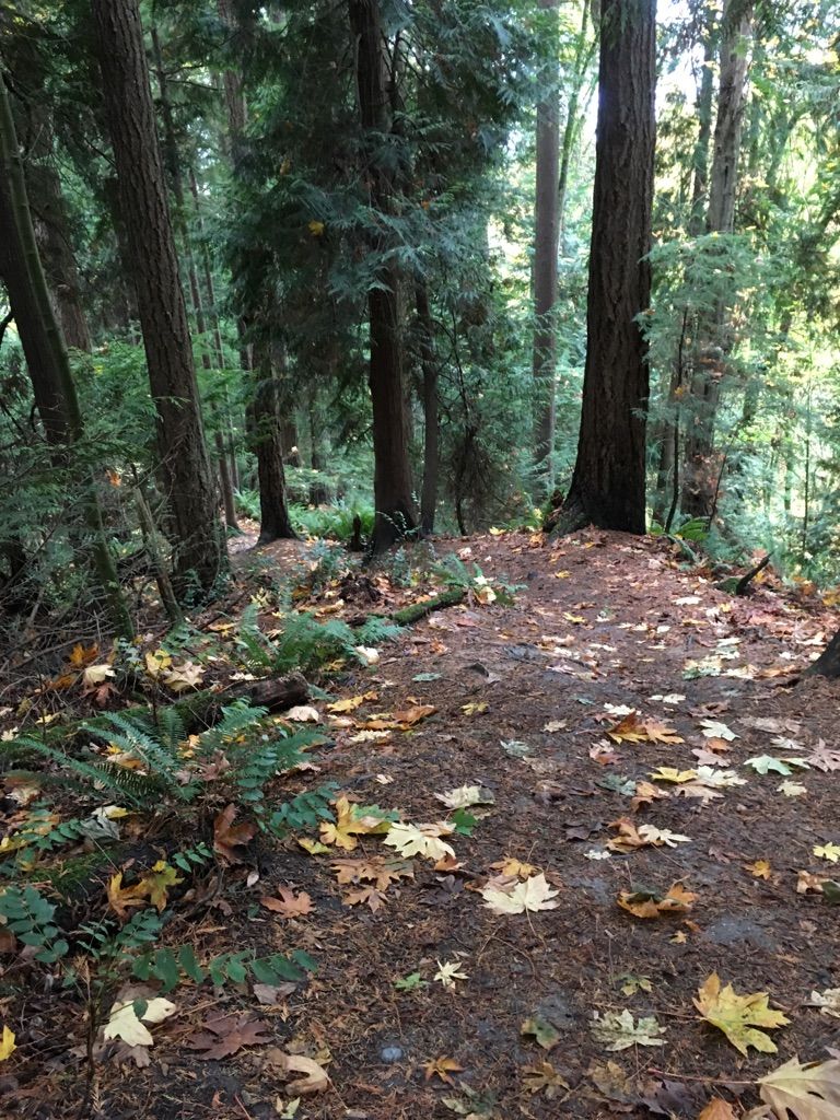 Forest floor covered in colorful autumn leaves and ferns among tall trees. - Saint Edward State Park – South Ridge Trail loop from Saint Edward State Park
