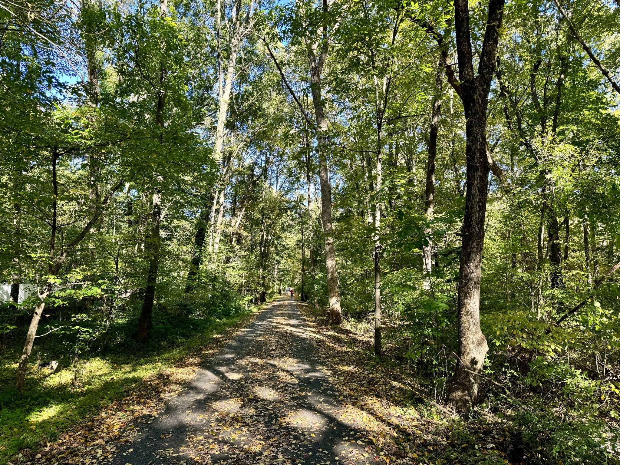 Sunny paved path winding through a green forest with dappled light. - Lake Casse – Quiet resting spot loop from Yorktown Heights