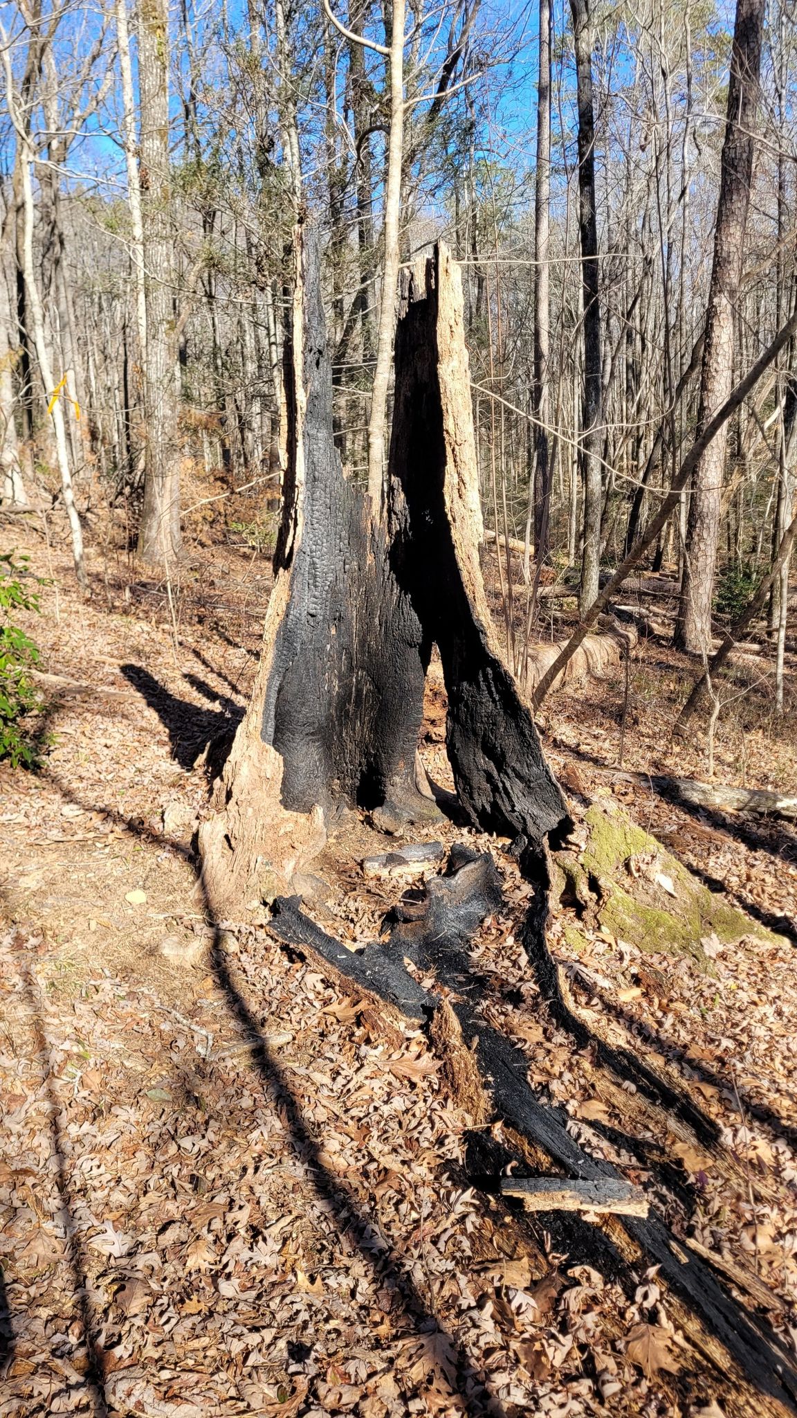 Large, hollowed-out burnt tree stump on a sunny forest floor. - Stool Mountain Trail
