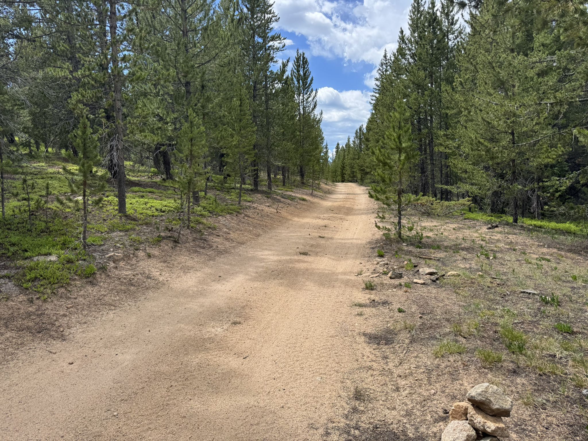 A dirt path winds through a dense pine forest under a bright sky. - Turquoise Lake Dam – Lookout over Turquoise Lake loop from Sugar Loafin' RV Park