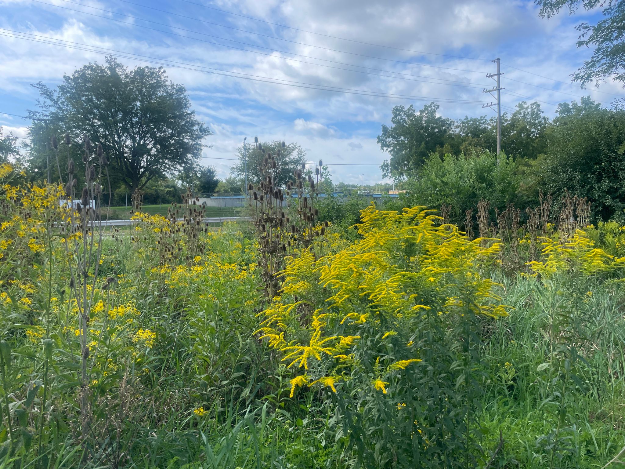 A vibrant field of yellow wildflowers under a partly cloudy sky. - Thorn Creek Red Paved Trail