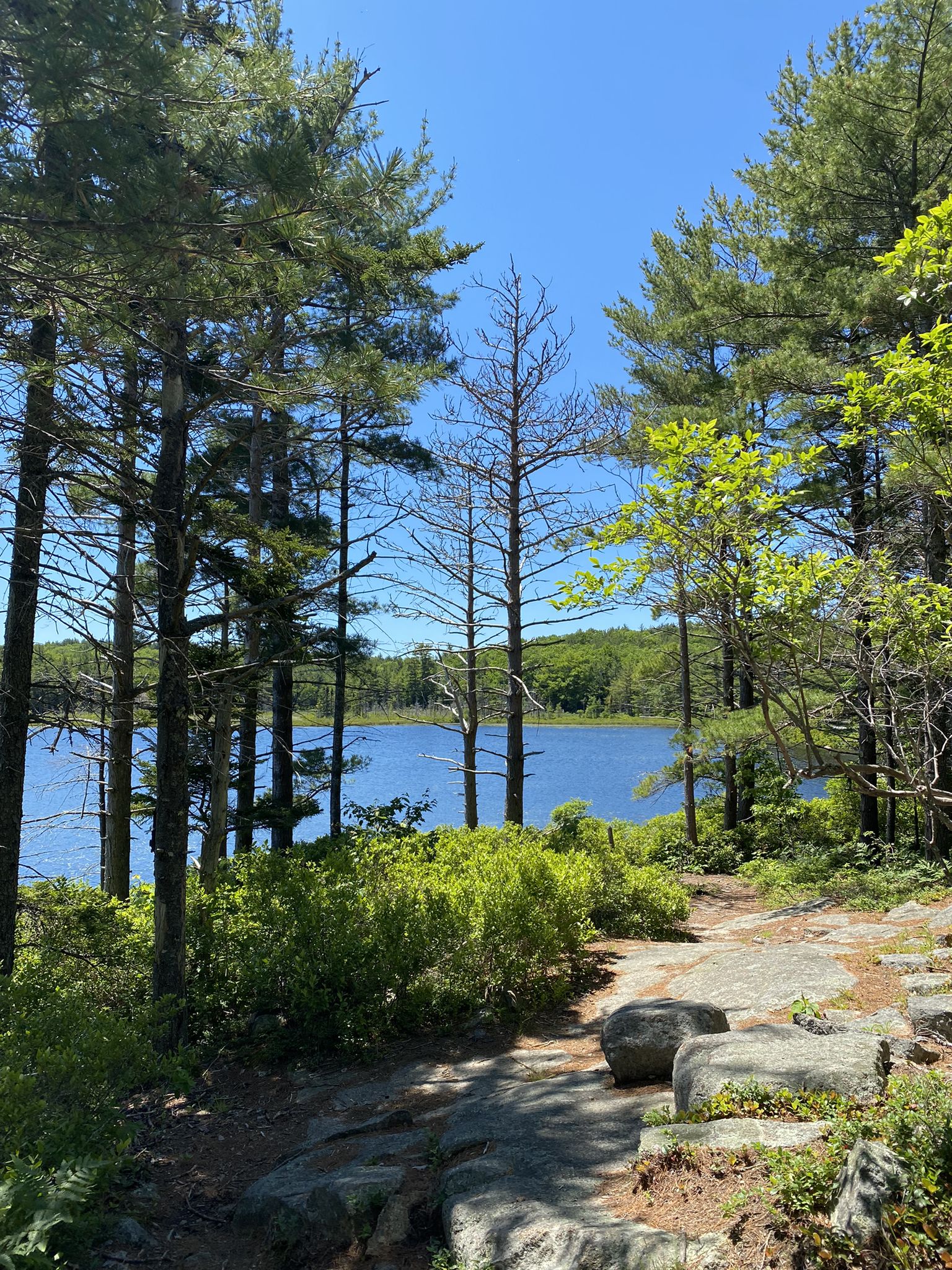 Rocky path leading to a blue lake through tall pine trees. - Hulls Cove Visitor Center – Witch Hole Pond loop from Staff Parking