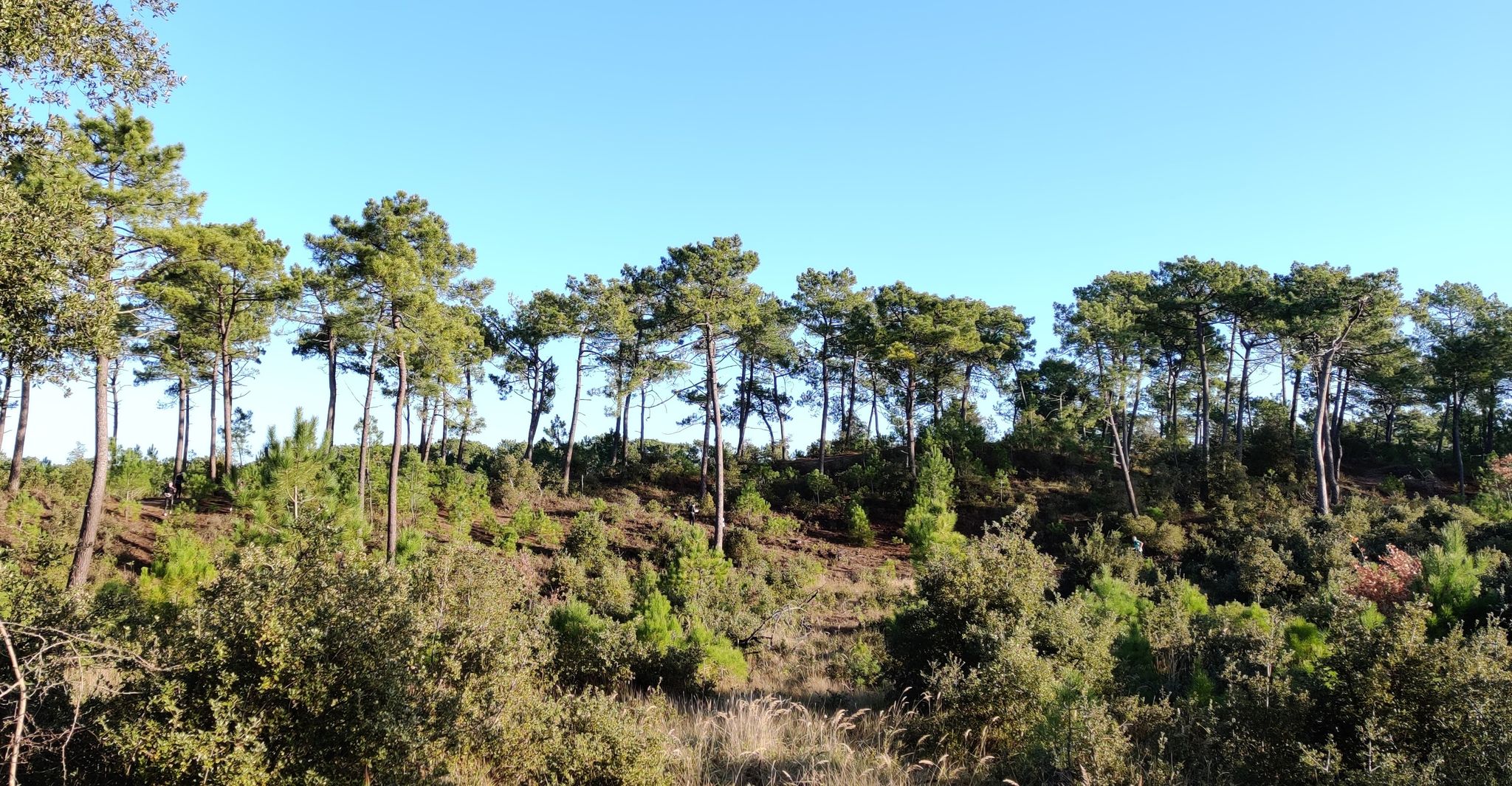 Quand les pins poussent sur les hauteurs !