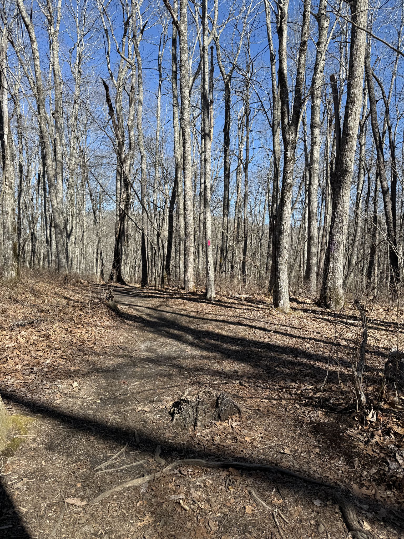 Sunny forest path covered in fallen leaves, surrounded by bare trees. - Panthertown Backcountry Loop
