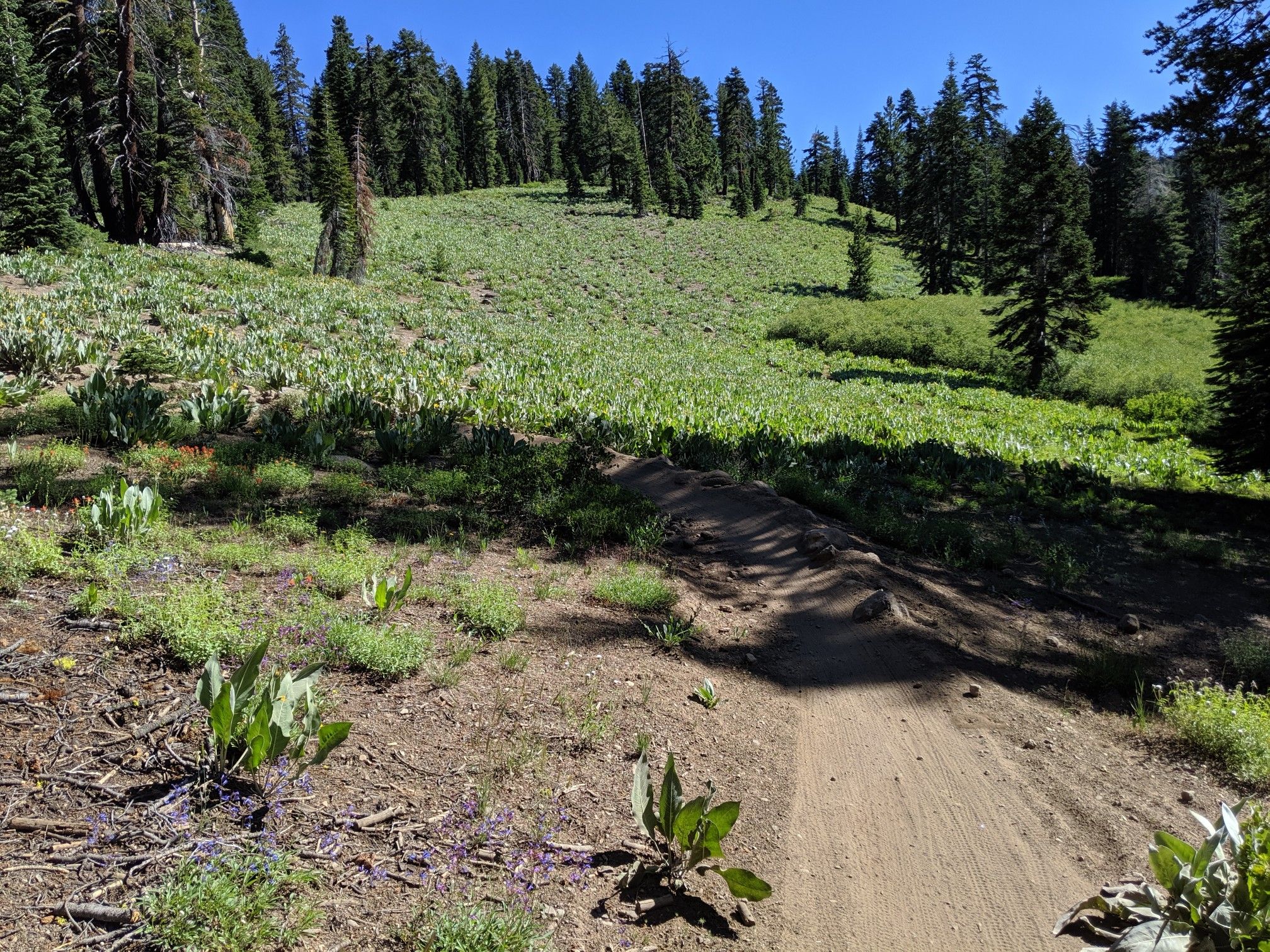 Dirt trail winding up a sunny, grassy hillside surrounded by tall pine trees. - Tunnel Creek Station Café loop from Bullwheel Parking Lot