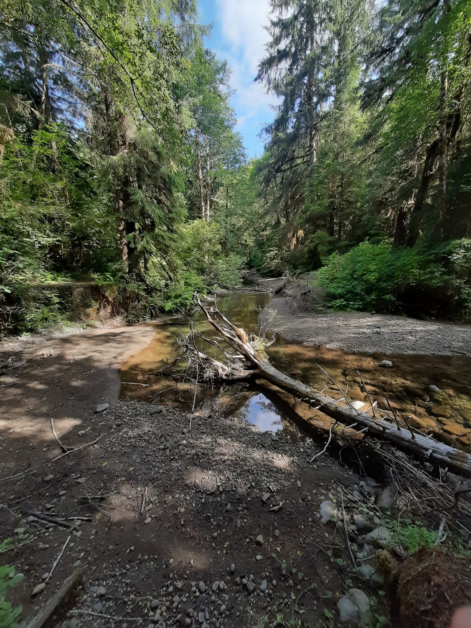 A shallow stream with a fallen log flows through a sunny, forested area. - Elk Creek Conservation Area
