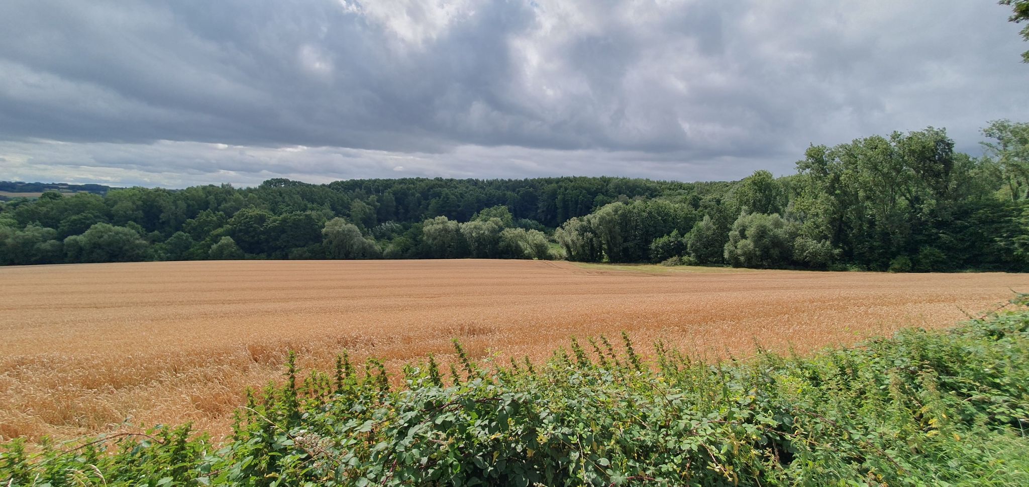 Bois de la Houssière