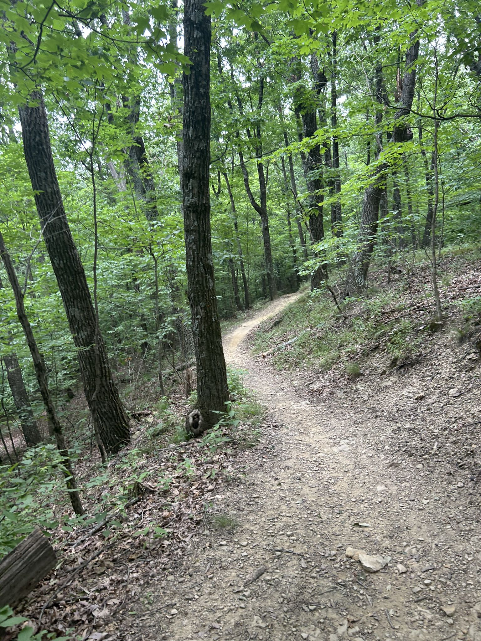 Winding dirt trail through a dense green forest on an overcast day. - Waverly Park loop from Penile