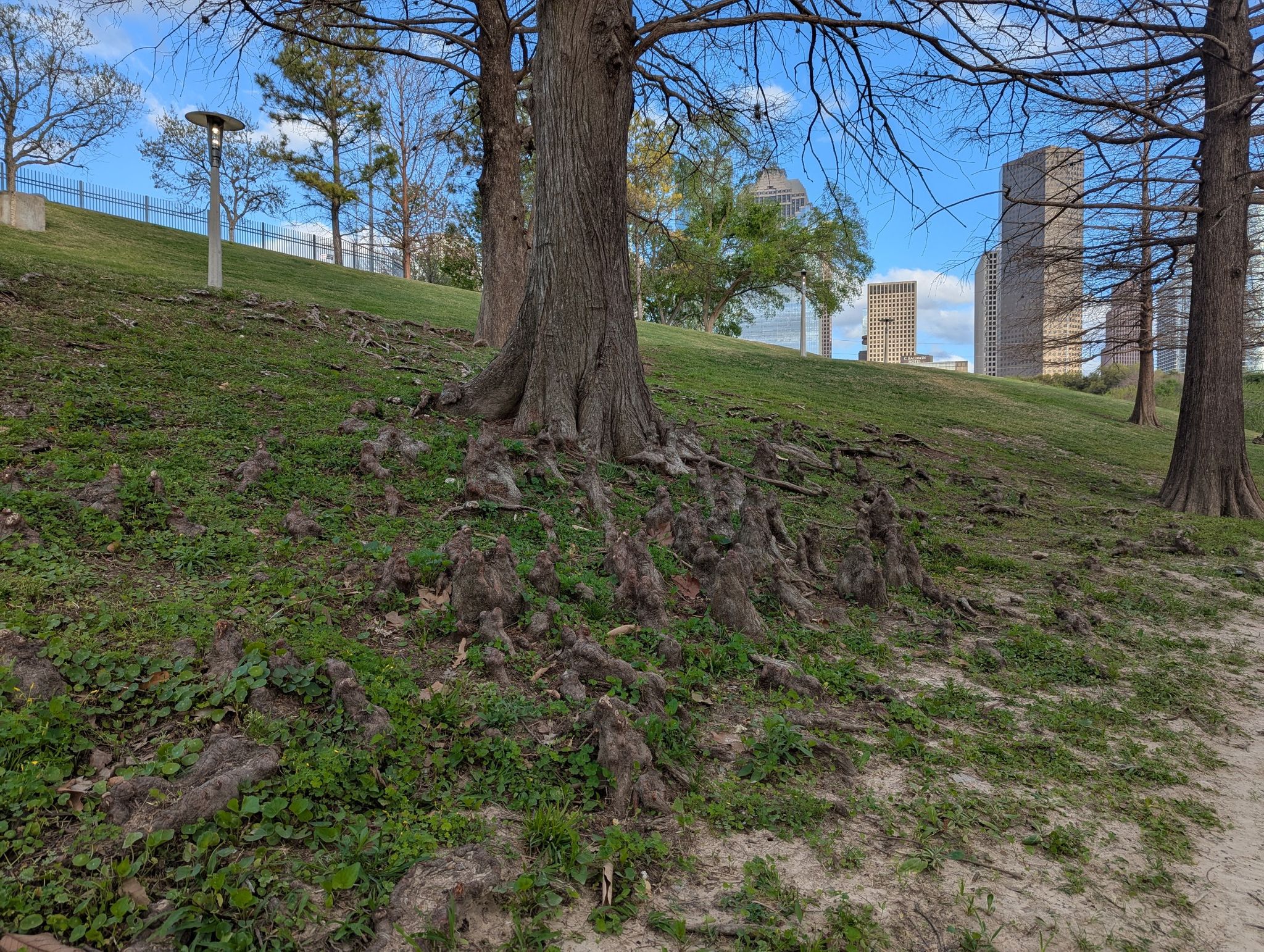 Exposed tree roots on a grassy hill with distant city buildings under blue sky. - The Cistern at Buffalo Bayou Park loop from Theater District (westbound)