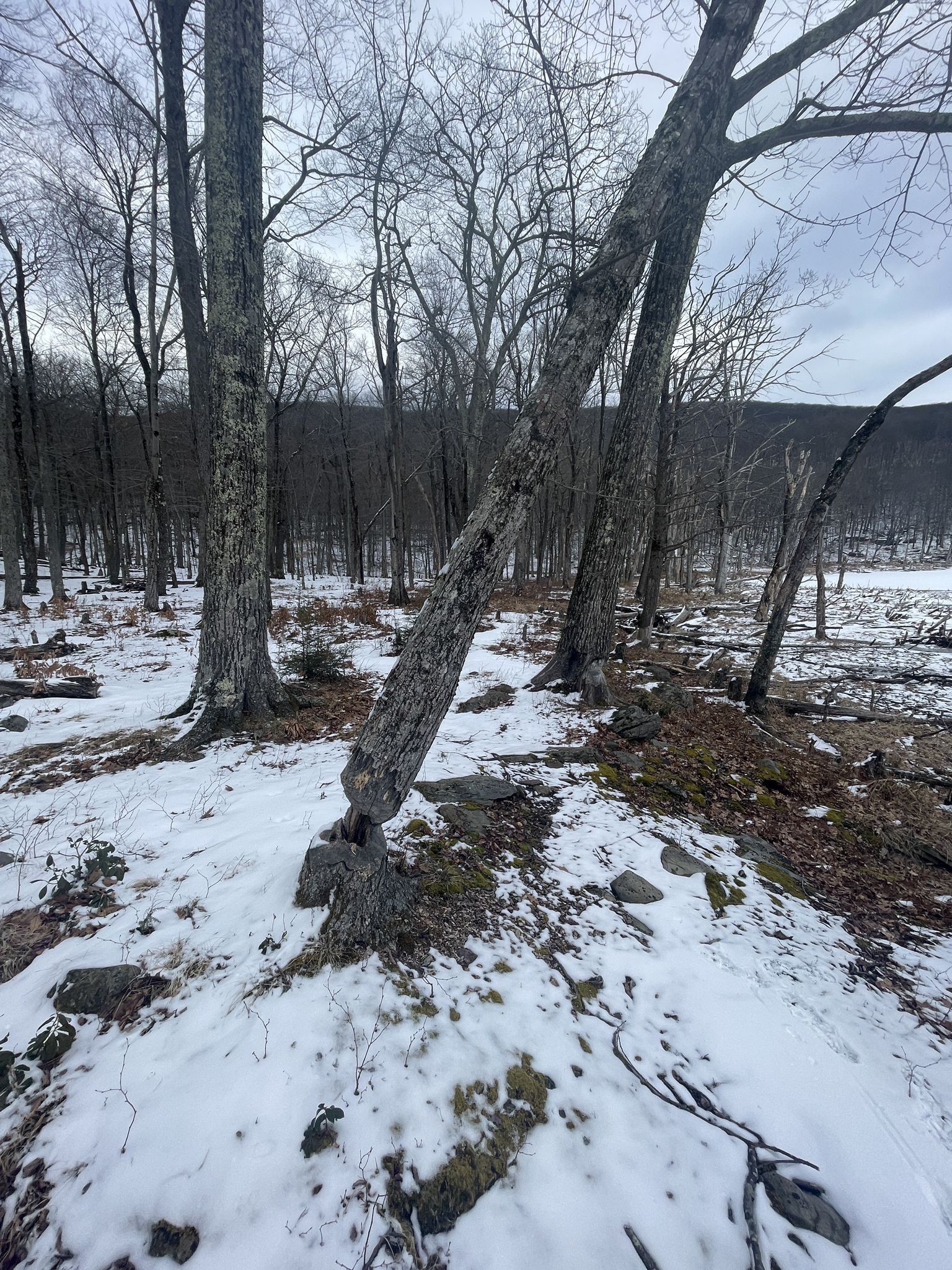 Snowy forest floor with bare trees, one showing significant beaver damage under an overcast sky. - Overlook Trail to Codfish Point