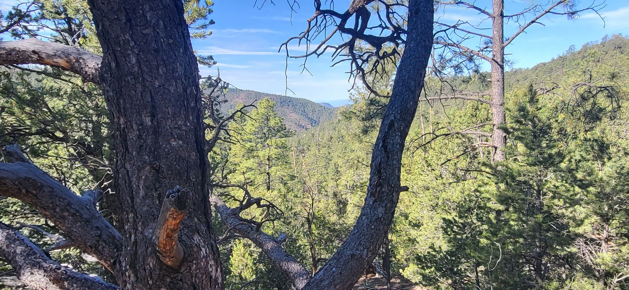 Dense forest fills a sunny valley, framed by large tree trunks and branches. - Chamisa, Saddleback, Juan, and Winsor Trail loop