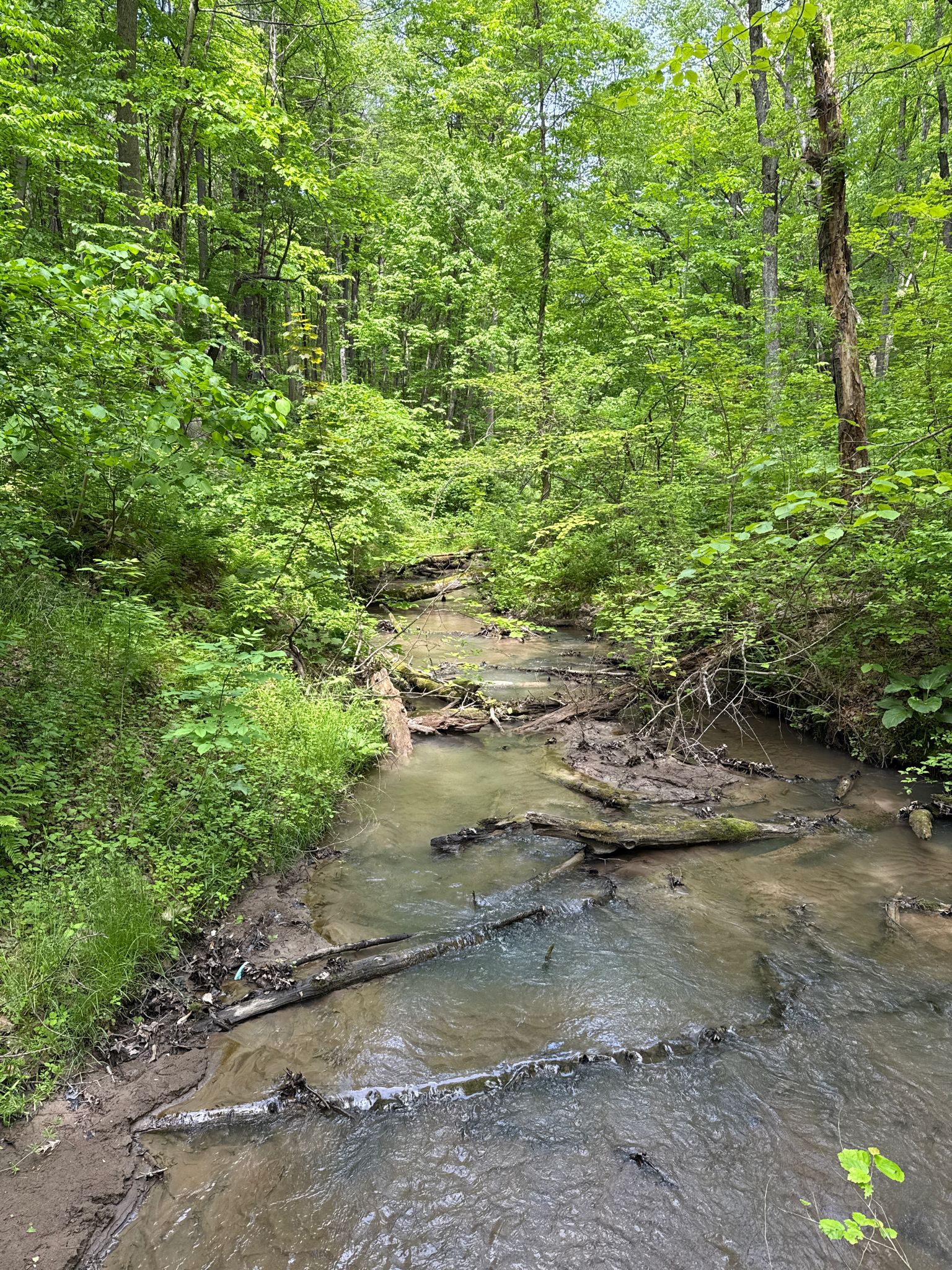 A small, muddy stream flows through a lush green forest. - DiCaprio Park loop via Great Dune Purple Trail