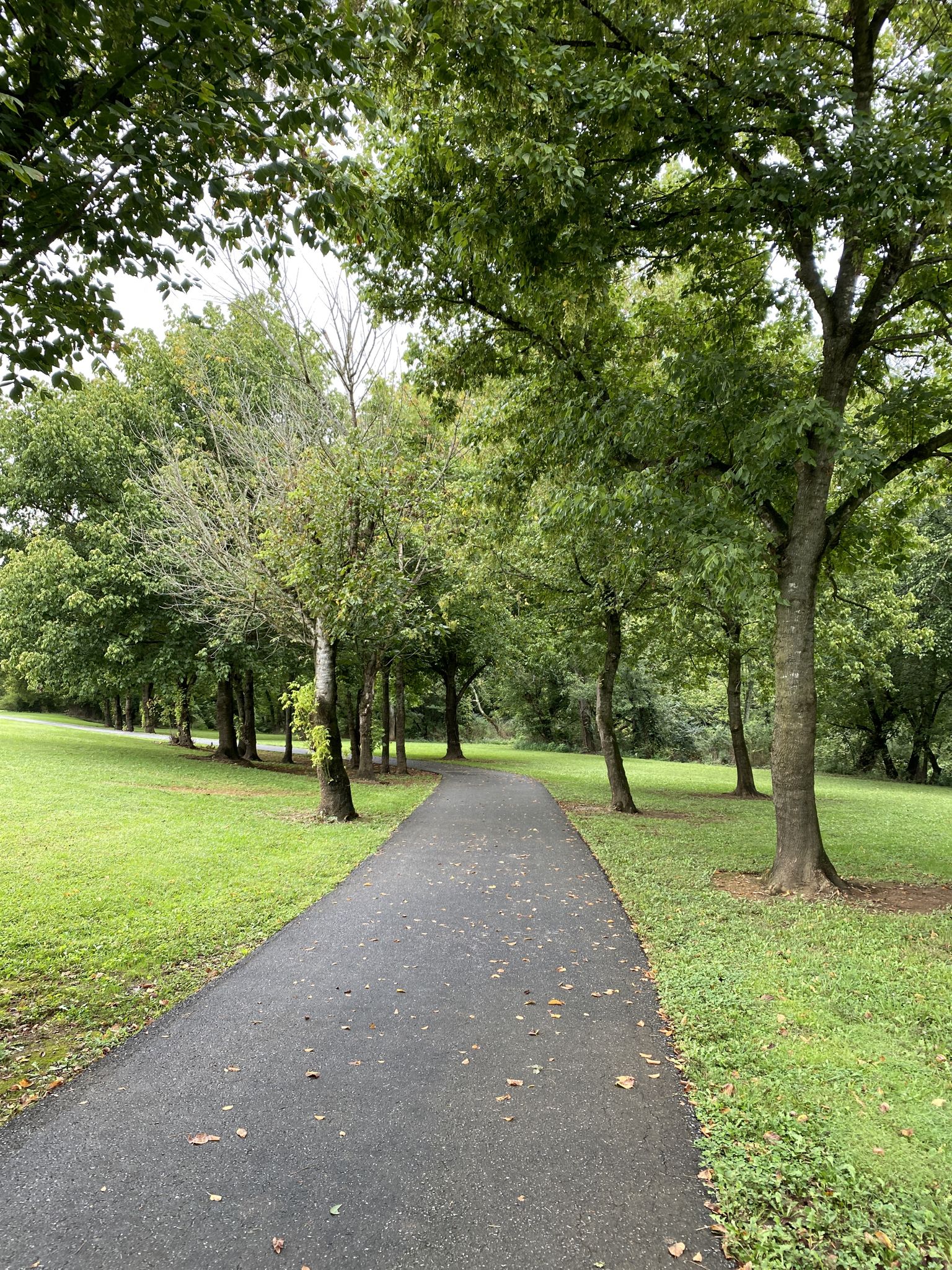 Paved path through a green park, lined with mature trees on an overcast day. - Oothkalooga Creek Loop
