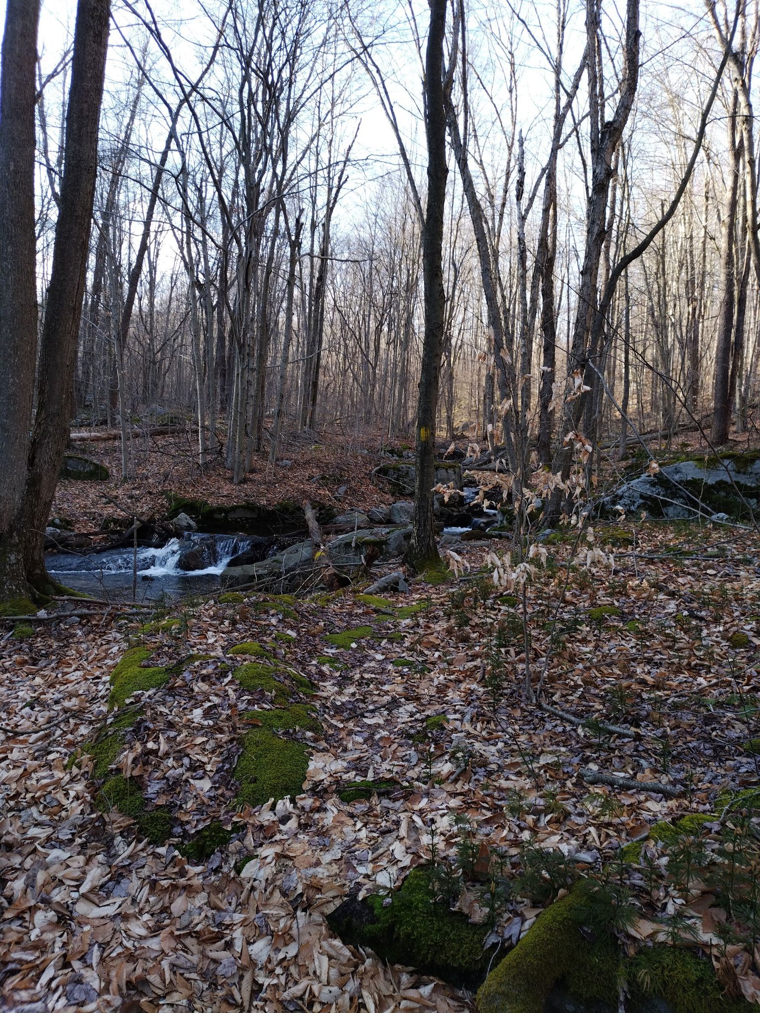 A small waterfall in a rocky stream within a bare forest. - Quehanna North Trail
