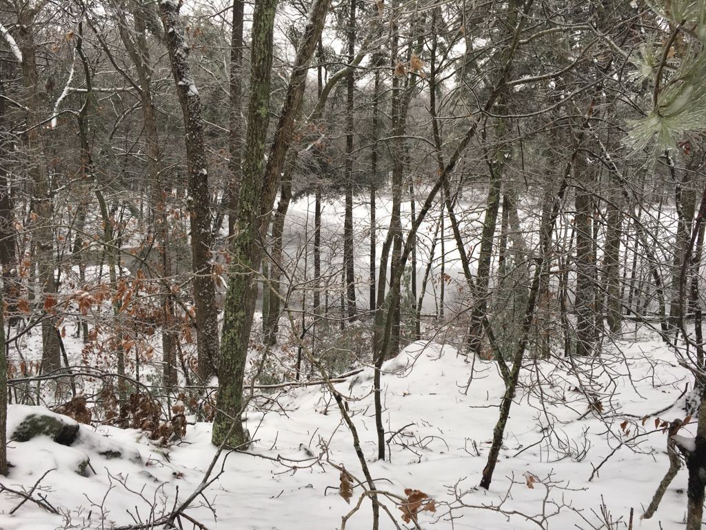 Snow-covered forest with bare trees and a glimpse of water in winter. - Harold Parker Loop Trail