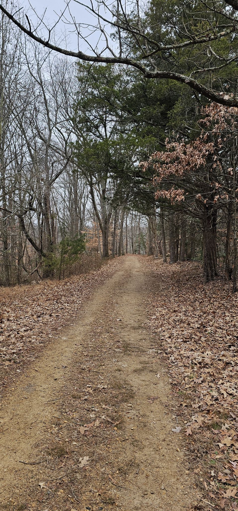 A dirt path winding through a forest with mixed bare and green trees. - Meadowood Outer Loop