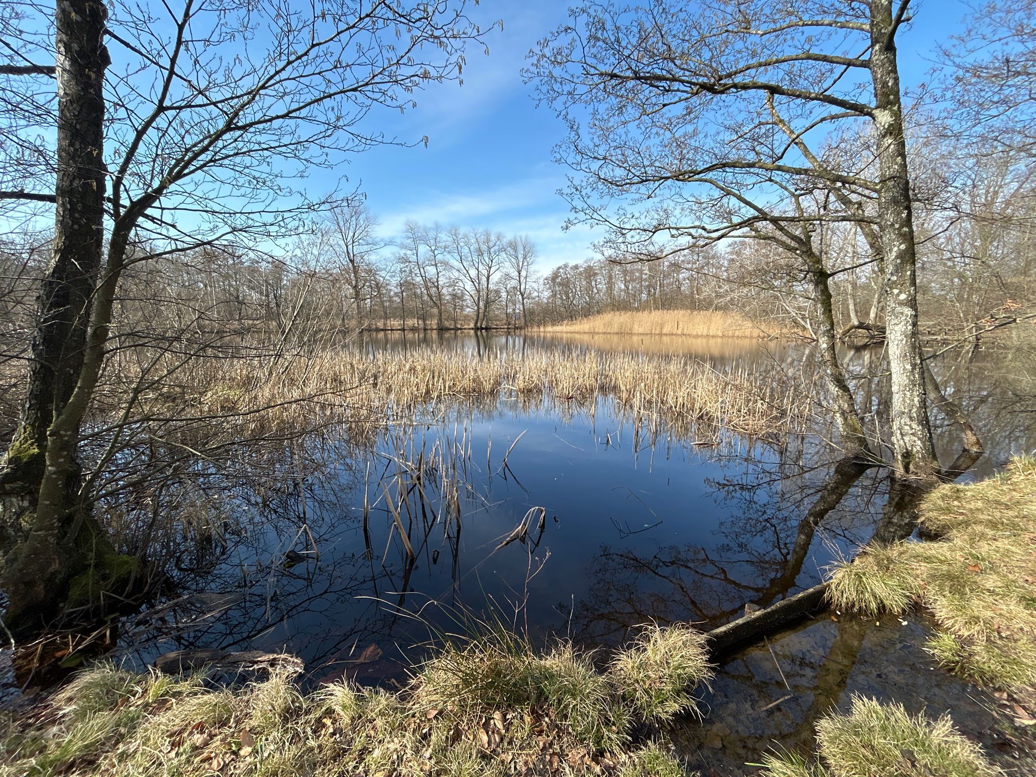 Welch eine Idylle am Wolfsmoor Teich. 🥰